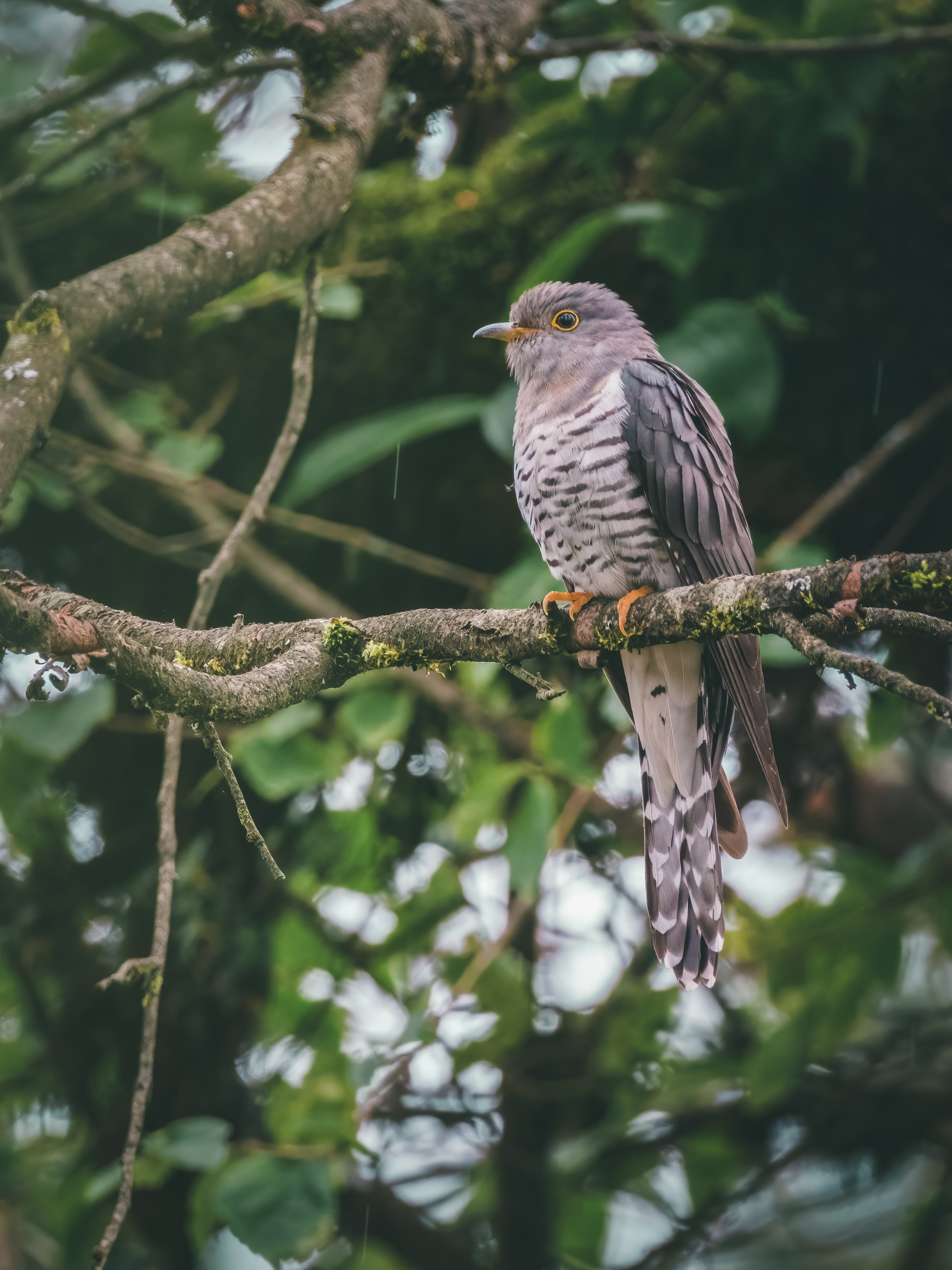 Ÿʿ X-H2S+ XF150-600mm̽Ѱɽּ侫