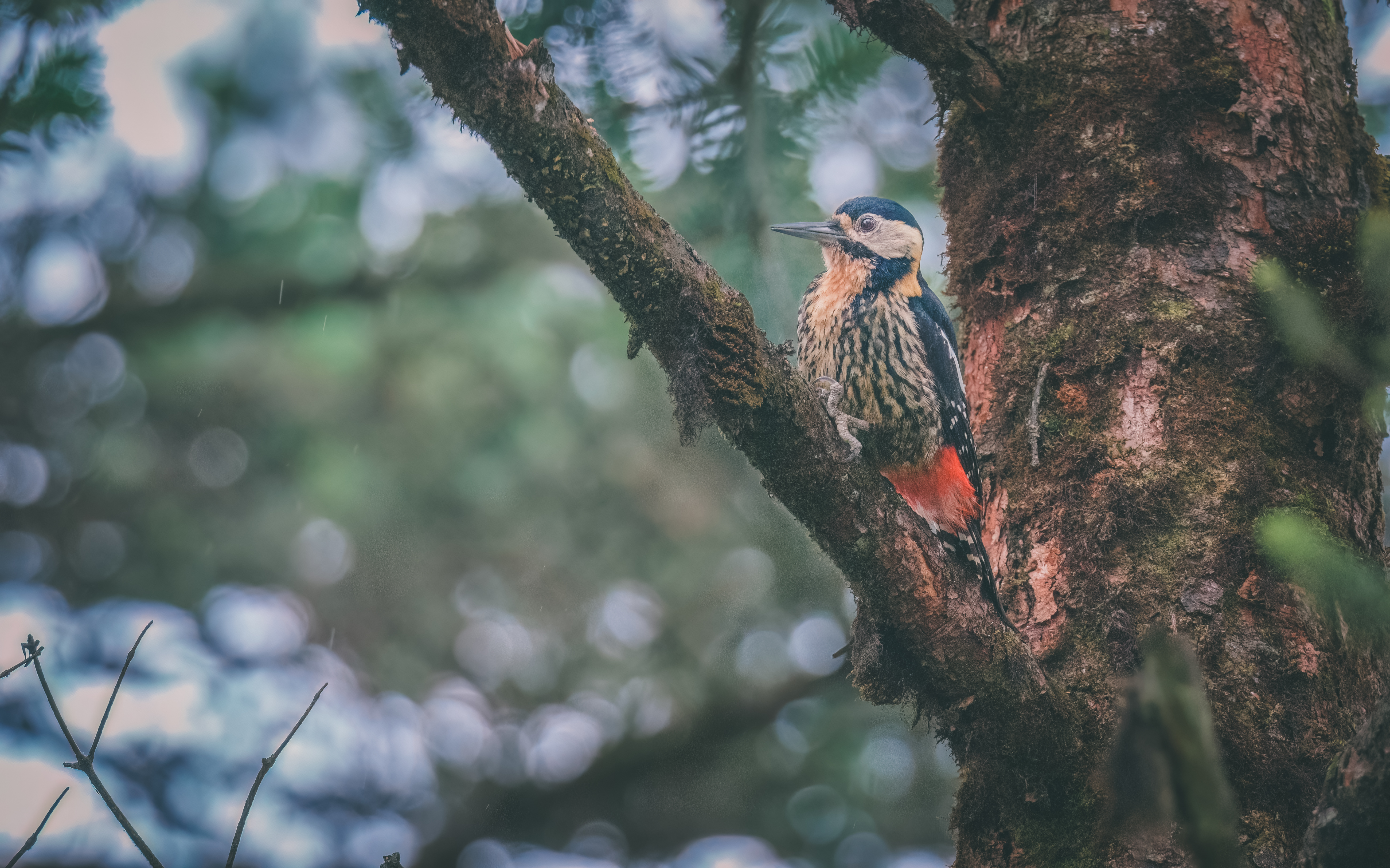 Ÿʿ X-H2S+ XF150-600mm̽Ѱɽּ侫