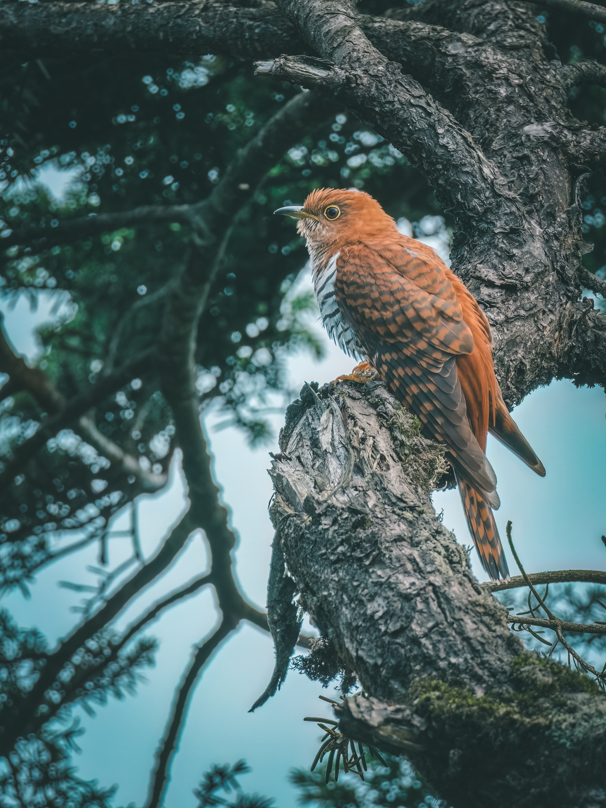 Ÿʿ X-H2S+ XF150-600mm̽Ѱɽּ侫