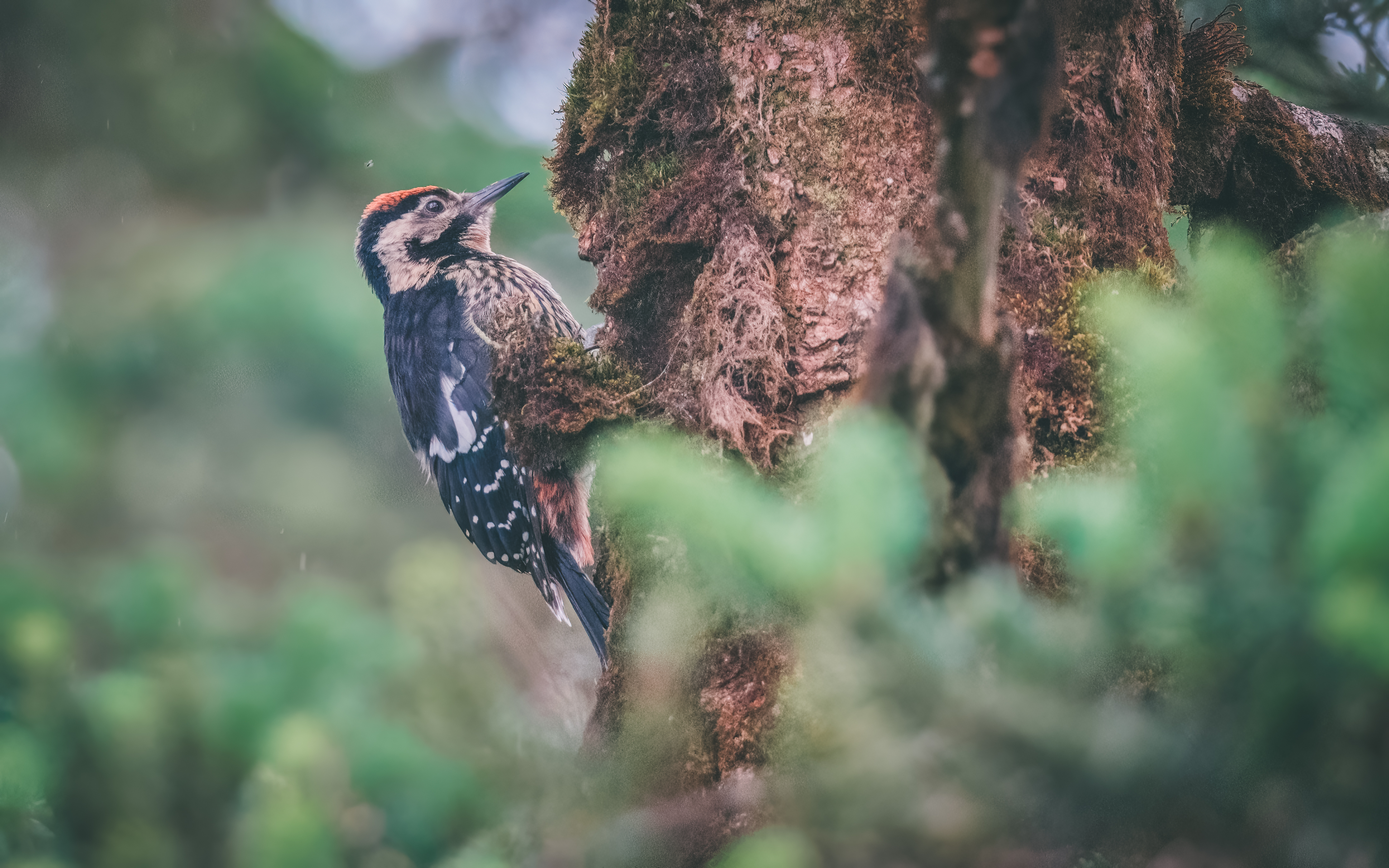 Ÿʿ X-H2S+ XF150-600mm̽Ѱɽּ侫