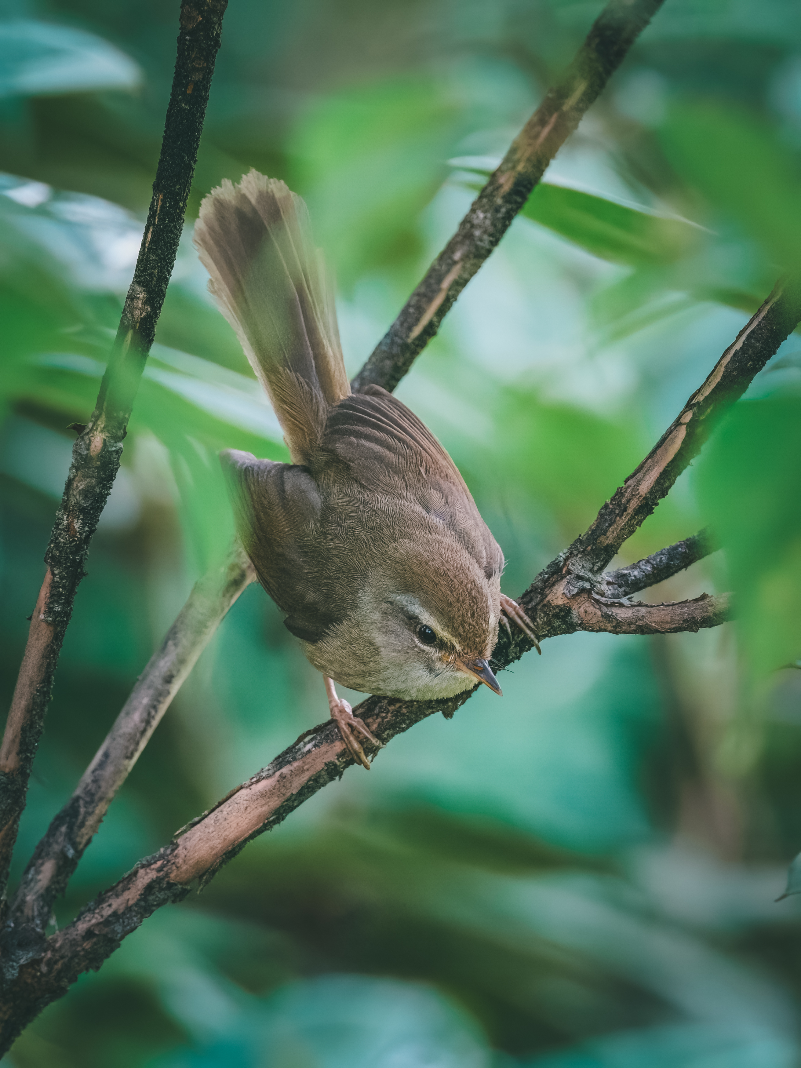 Ÿʿ X-H2S+ XF150-600mm̽Ѱɽּ侫