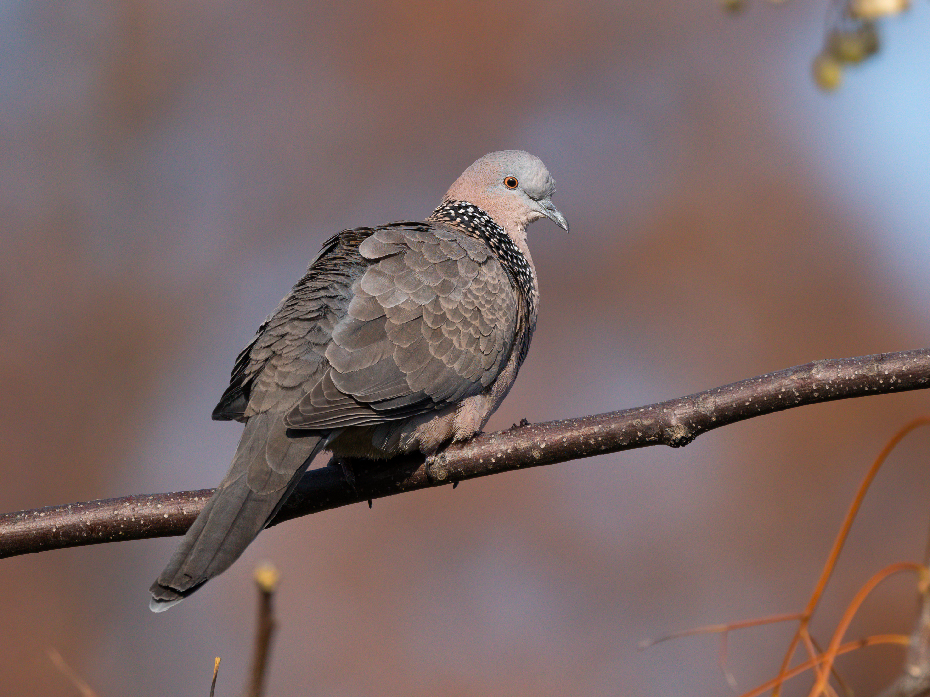 ��ʿGFX100 II�л��� ������̬��Ӱ����