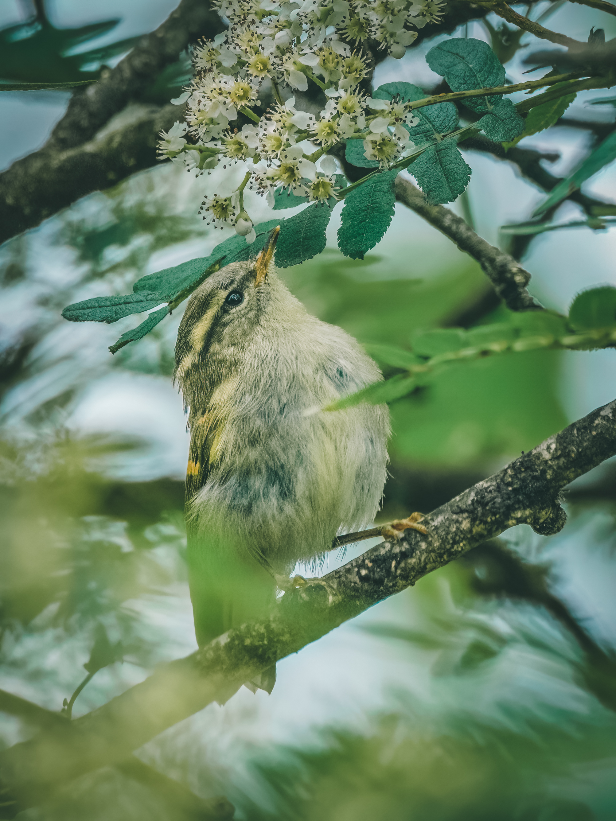 Ÿʿ X-H2S+ XF150-600mm̽Ѱɽּ侫