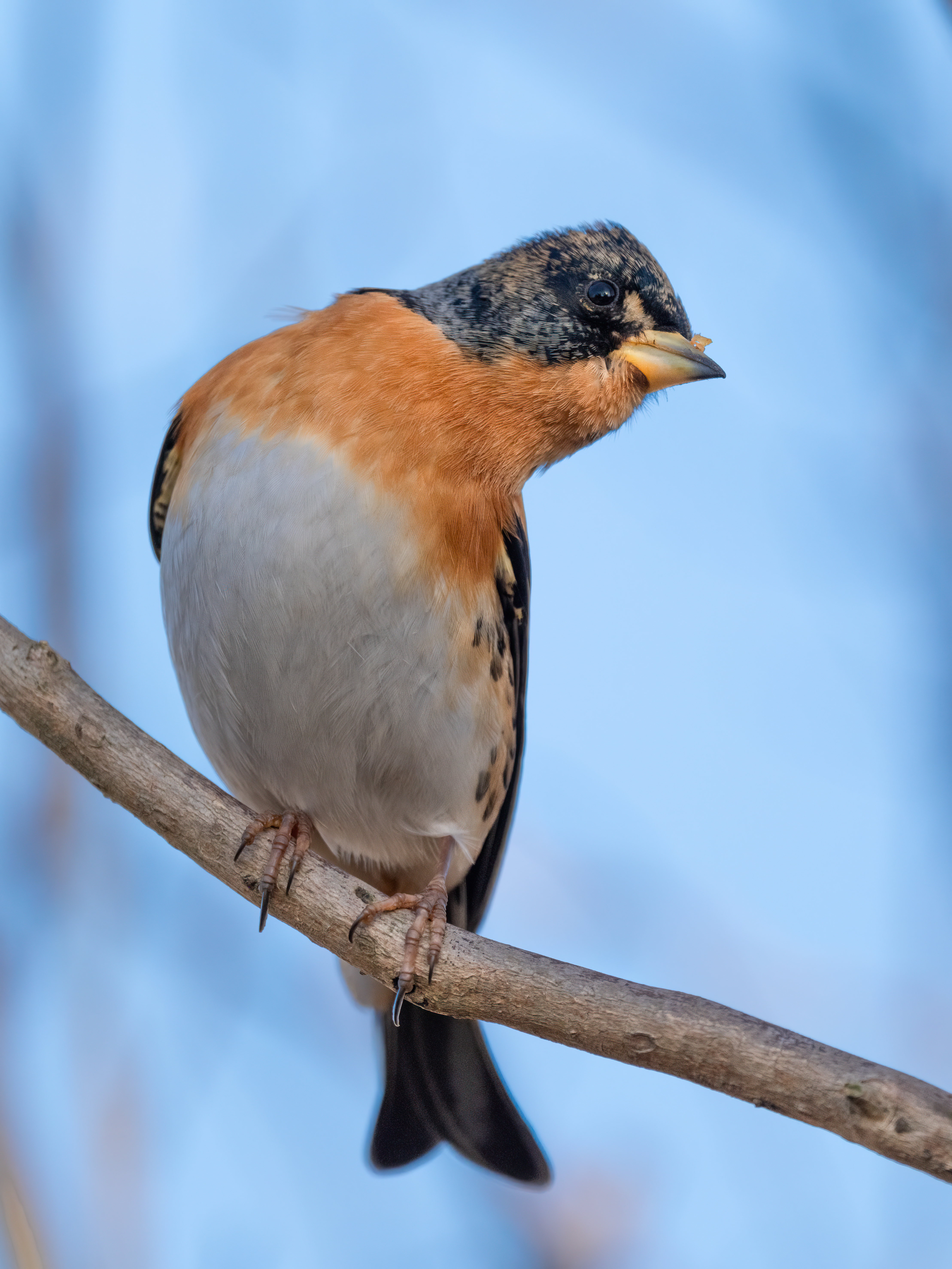 ��ʿGFX100 II�л��� ������̬��Ӱ����