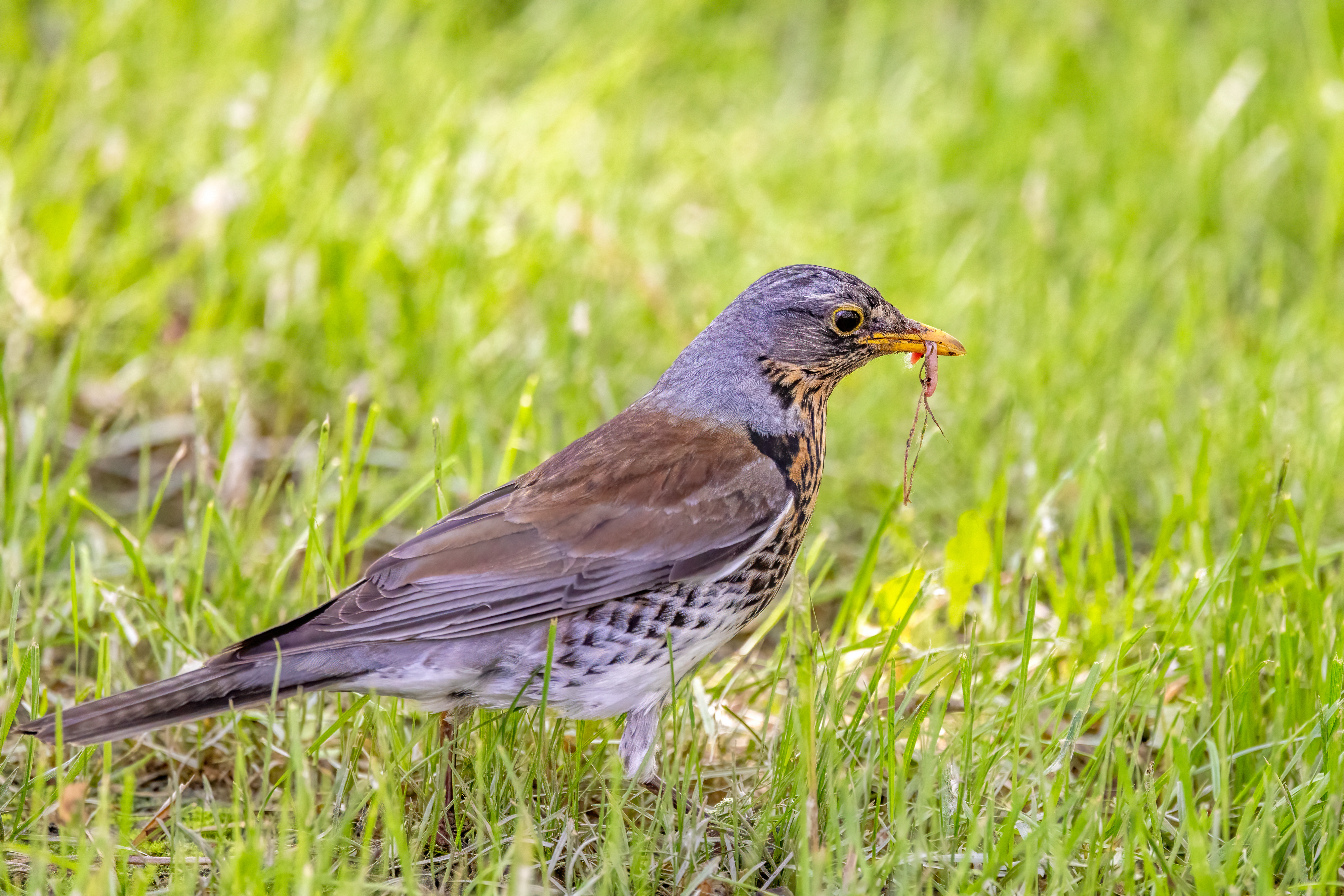 ���ż���EOS R5 Mark II��RF100-500mm F4.5-7.1 L IS USM ��ͷȥ�½�����