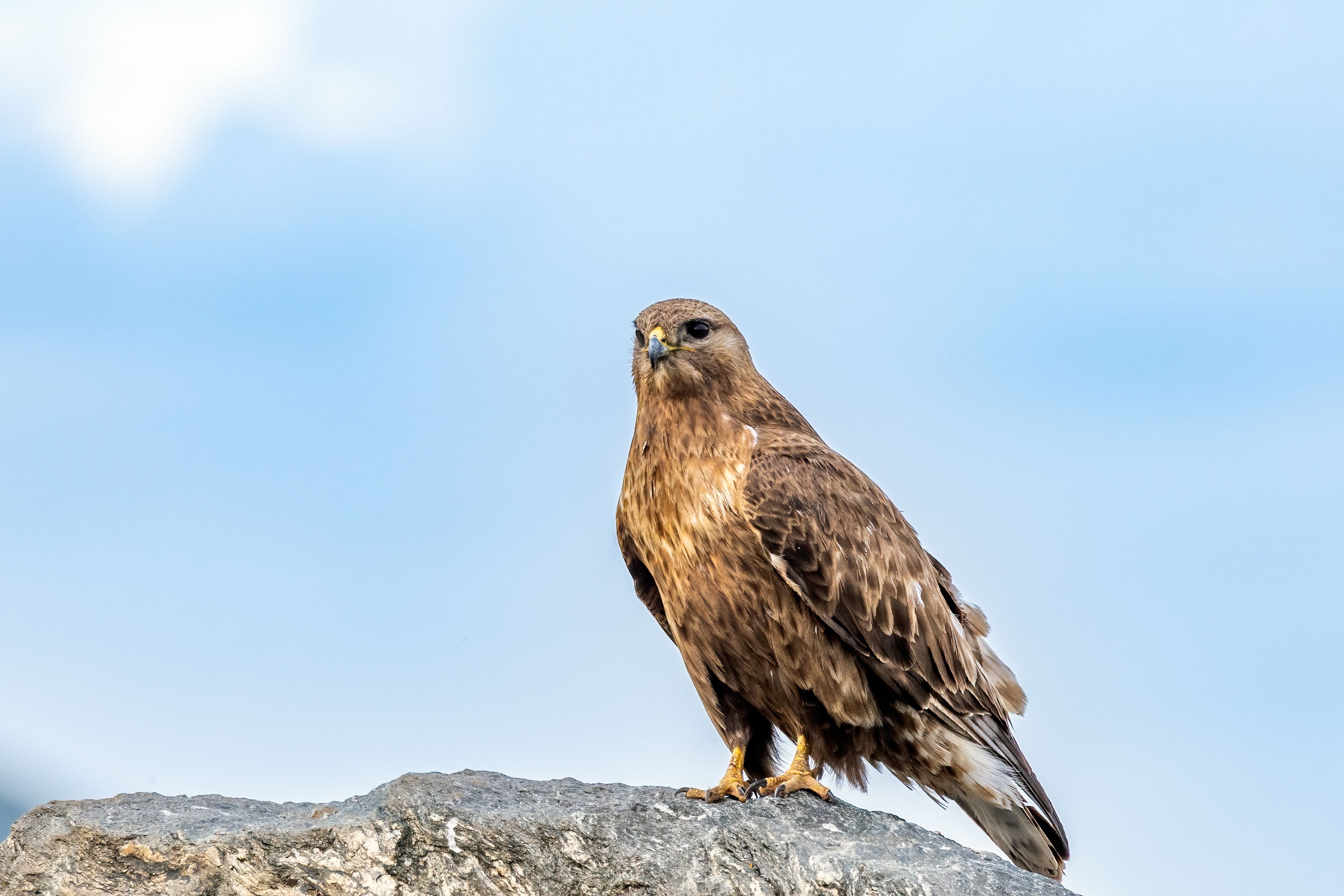 ���ż���EOS R5 Mark II��RF100-500mm F4.5-7.1 L IS USM ��ͷȥ�½�����