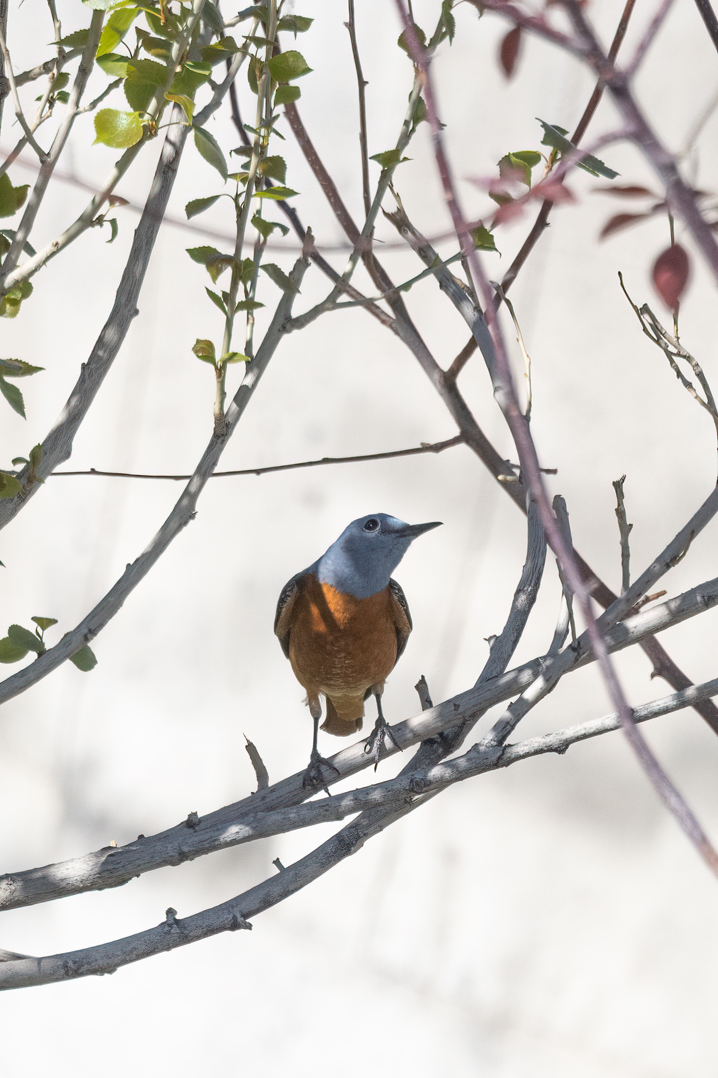 ���ż���EOS R5 Mark II��RF100-500mm F4.5-7.1 L IS USM ��ͷȥ�½�����