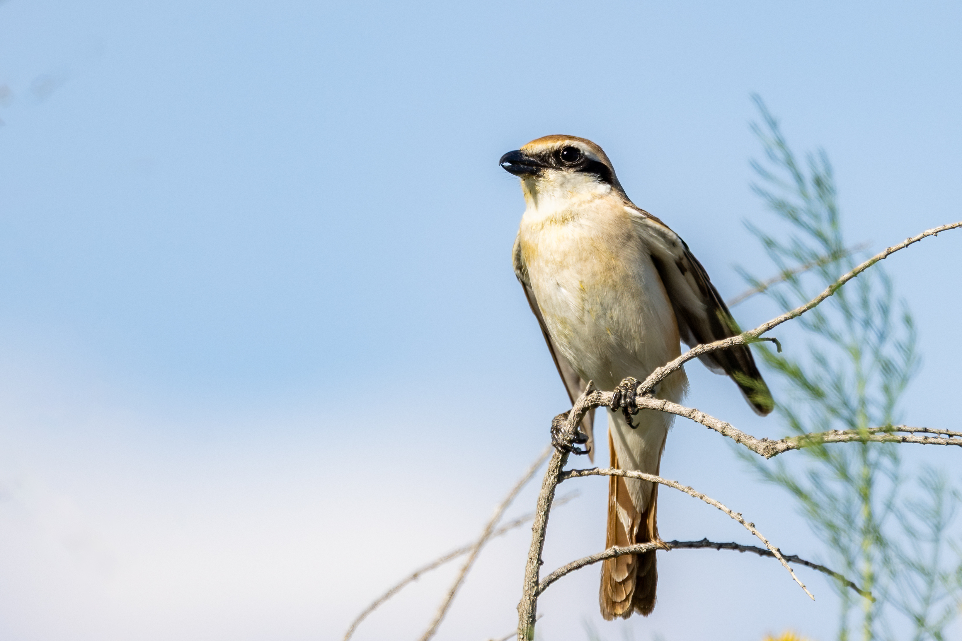 ���ż���EOS R5 Mark II��RF100-500mm F4.5-7.1 L IS USM ��ͷȥ�½�����