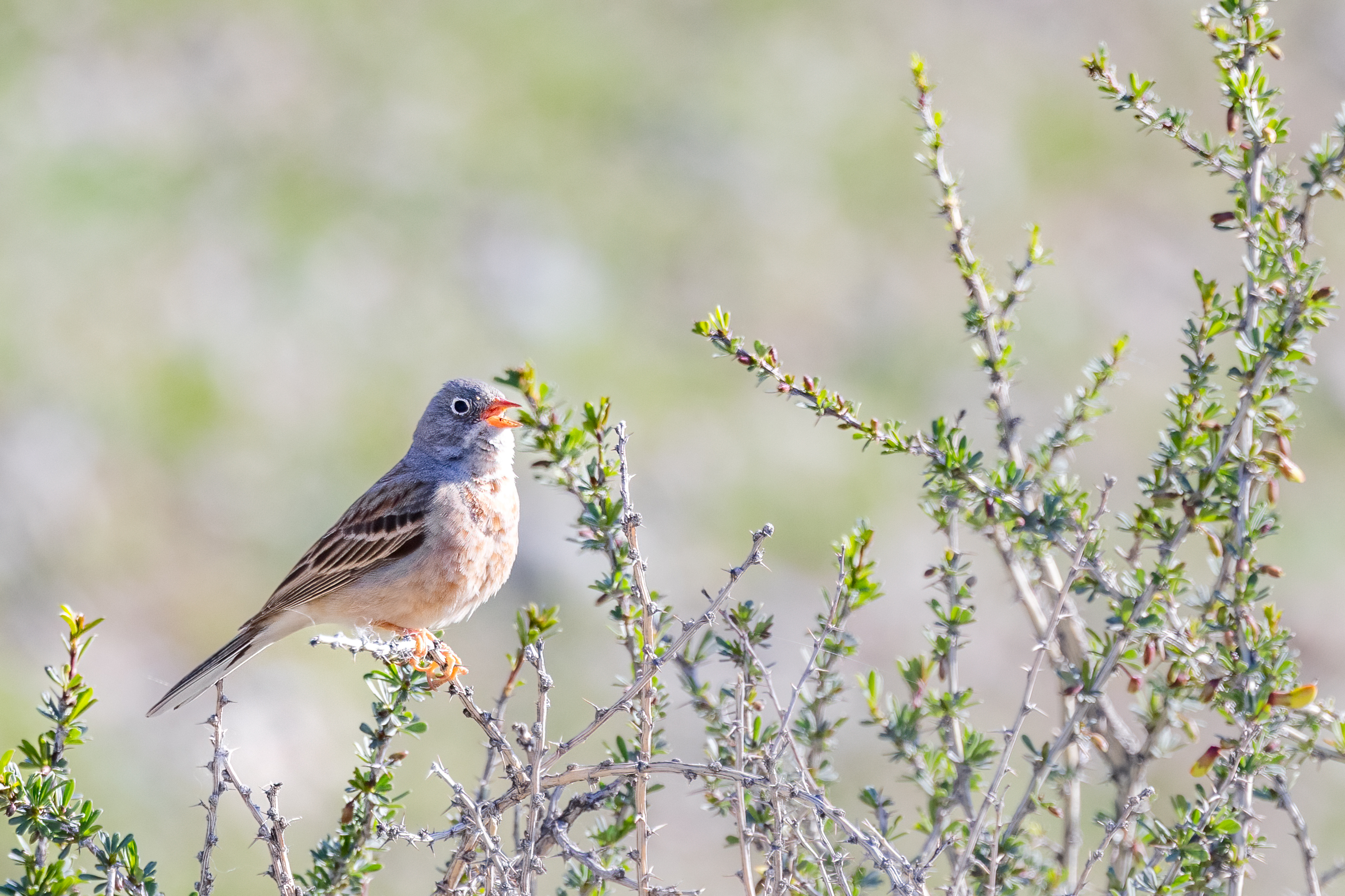 ���ż���EOS R5 Mark II��RF100-500mm F4.5-7.1 L IS USM ��ͷȥ�½�����