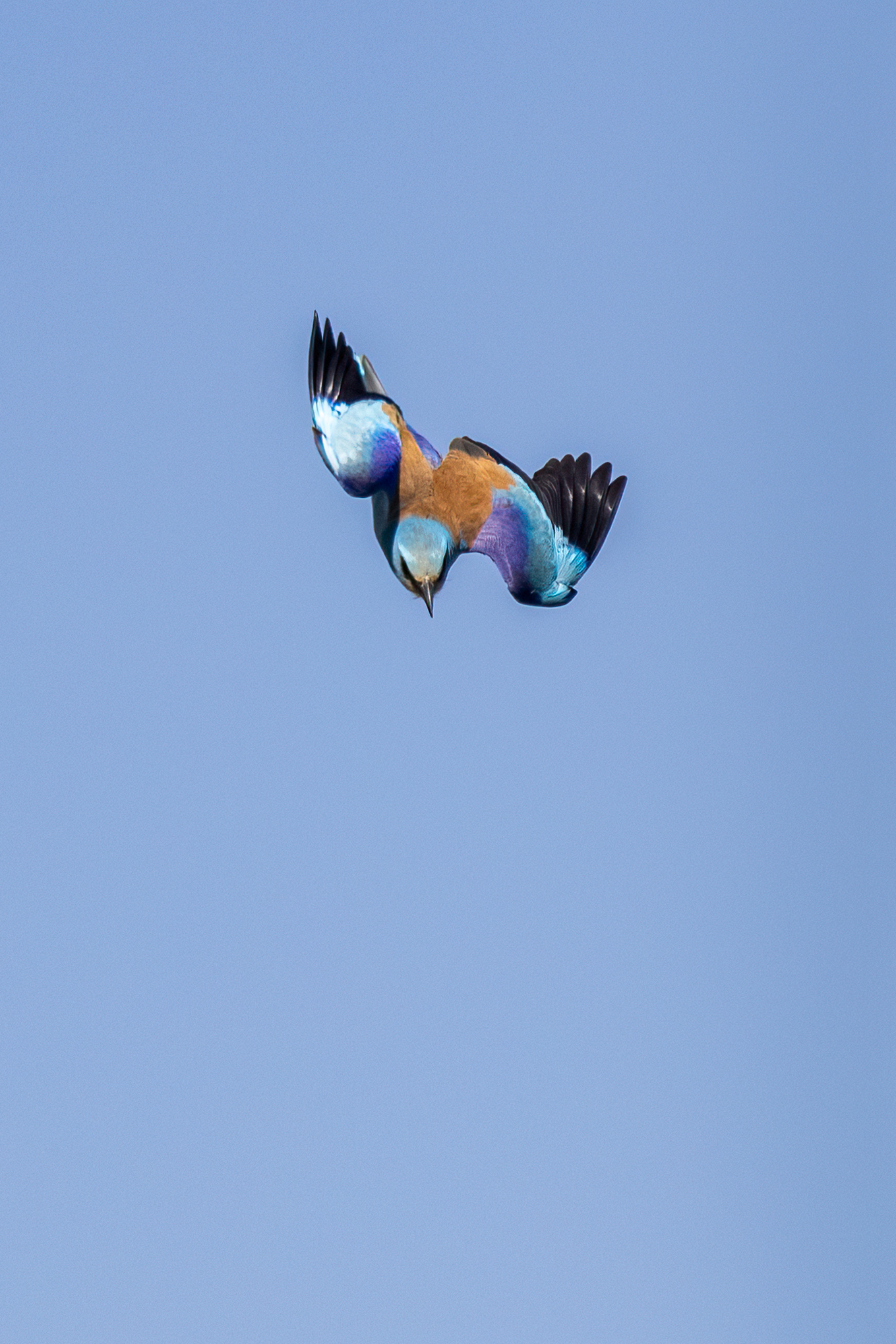 ���ż���EOS R5 Mark II��RF100-500mm F4.5-7.1 L IS USM ��ͷȥ�½�����