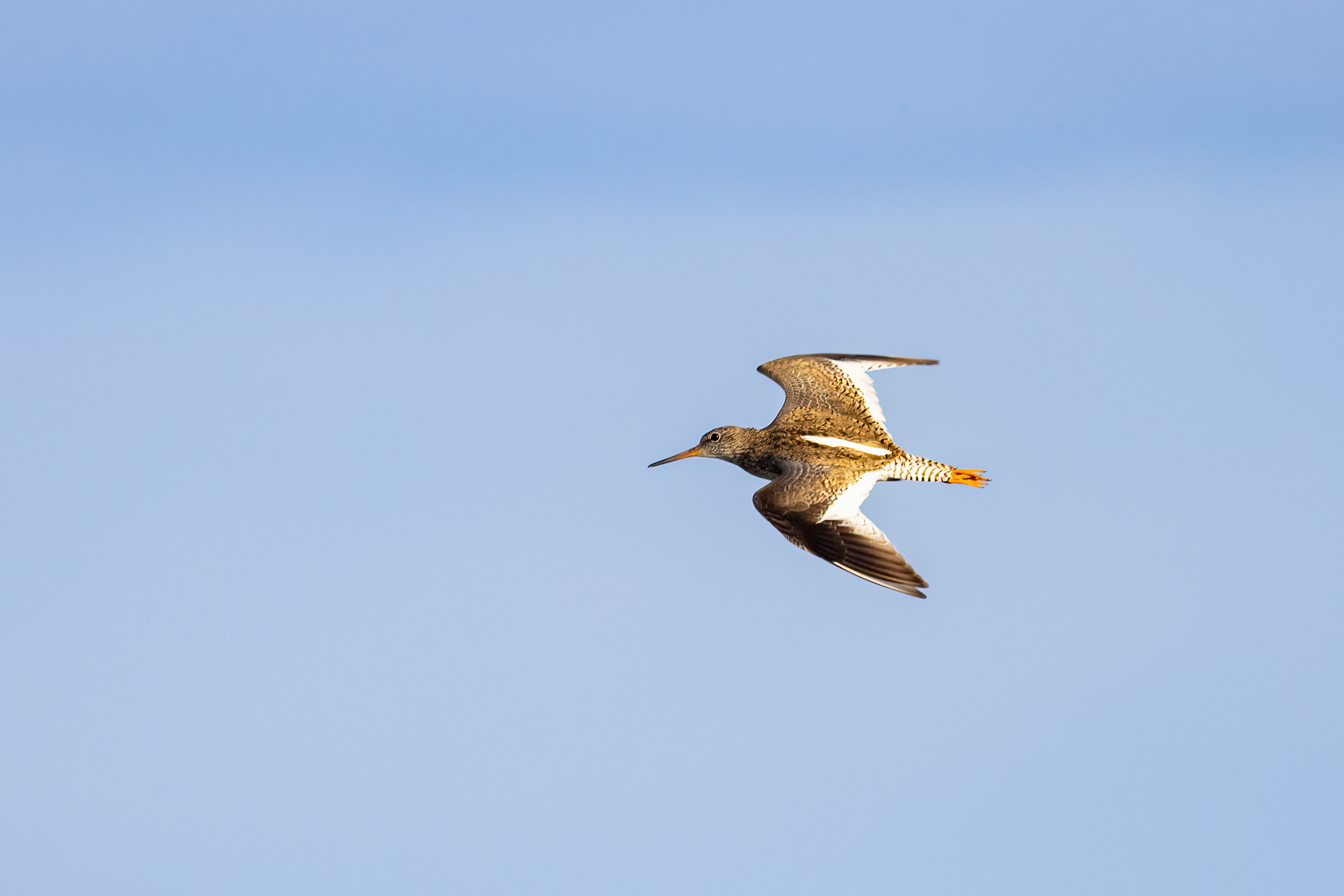 ���ż���EOS R5 Mark II��RF100-500mm F4.5-7.1 L IS USM ��ͷȥ�½�����