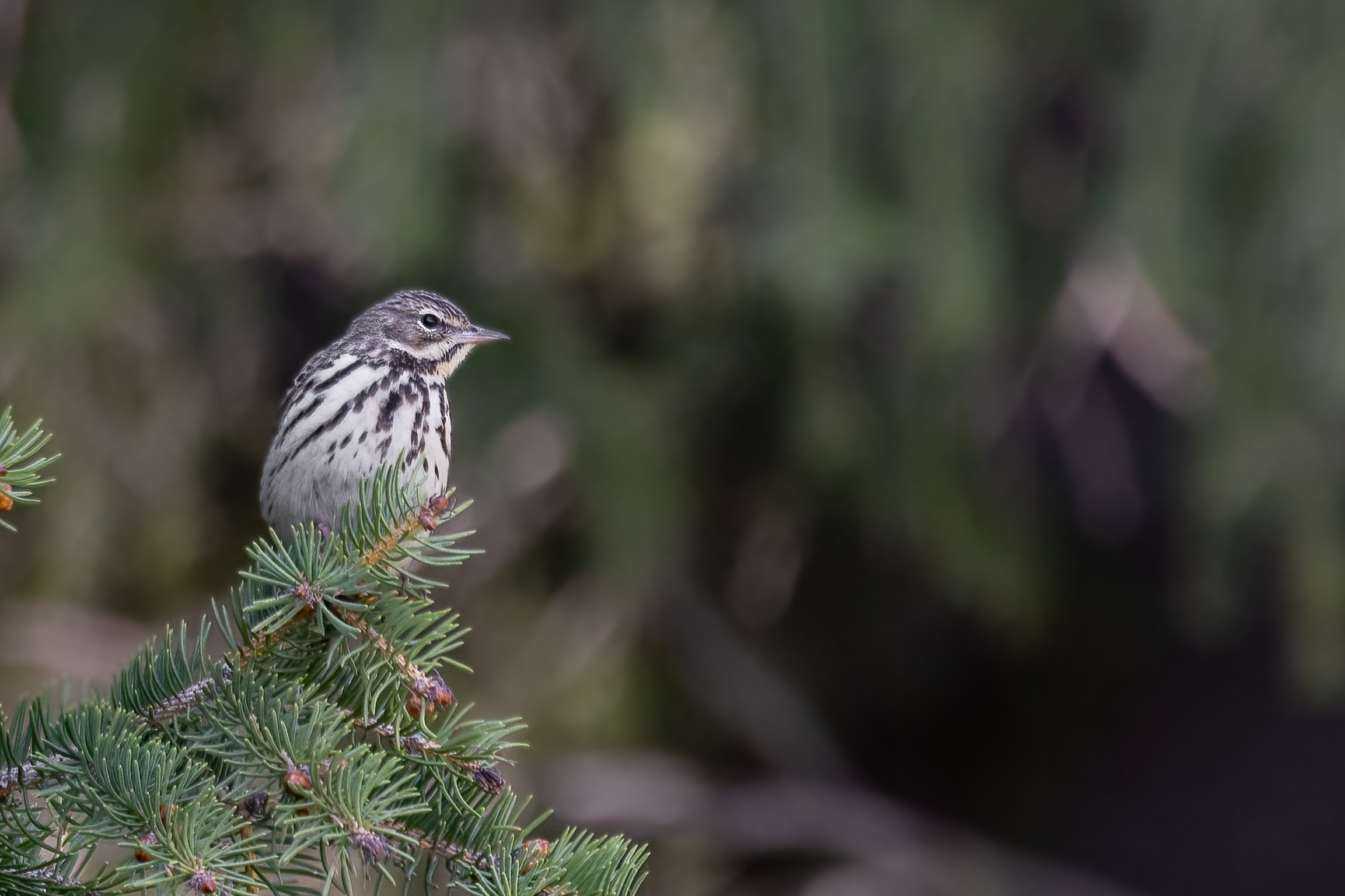 ���ż���EOS R5 Mark II��RF100-500mm F4.5-7.1 L IS USM ��ͷȥ�½�����