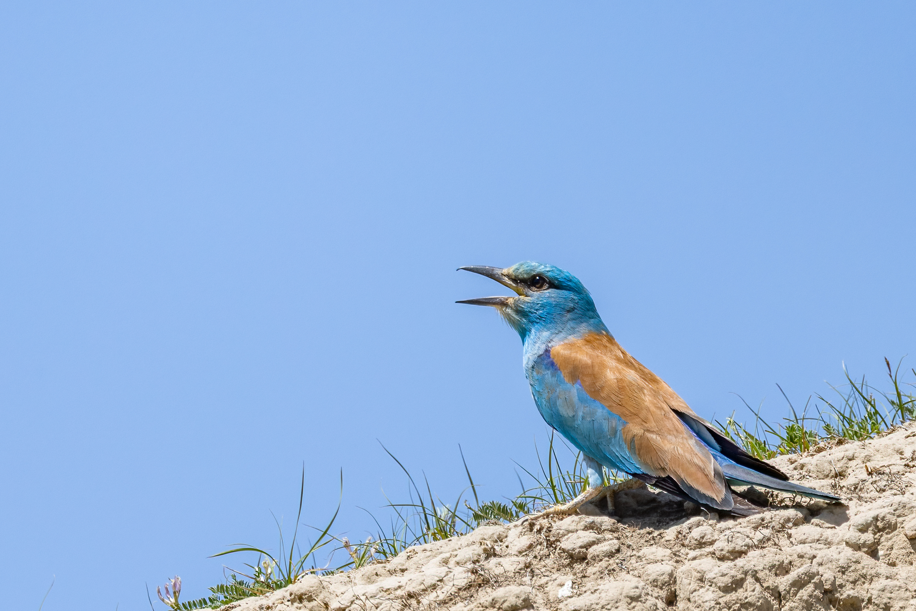 ���ż���EOS R5 Mark II��RF100-500mm F4.5-7.1 L IS USM ��ͷȥ�½�����