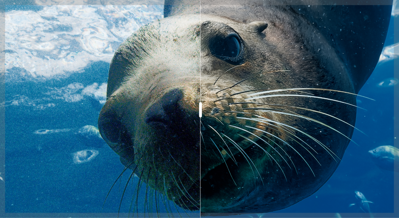 DxO PureRAW 6��DeepPRIME XD3���¶���ͼ��Ʒ�ʣ����������DNG�ļ����