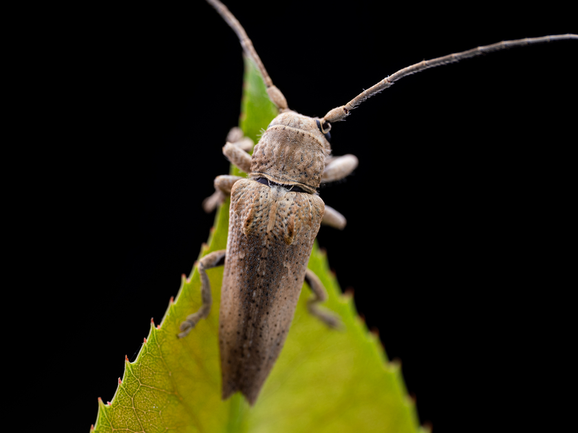 Zuiko 90mm F3.5 Macro快速体验:惊喜十足! Zuiko 90mm F3.5 Macro快速体验:惊喜十足!