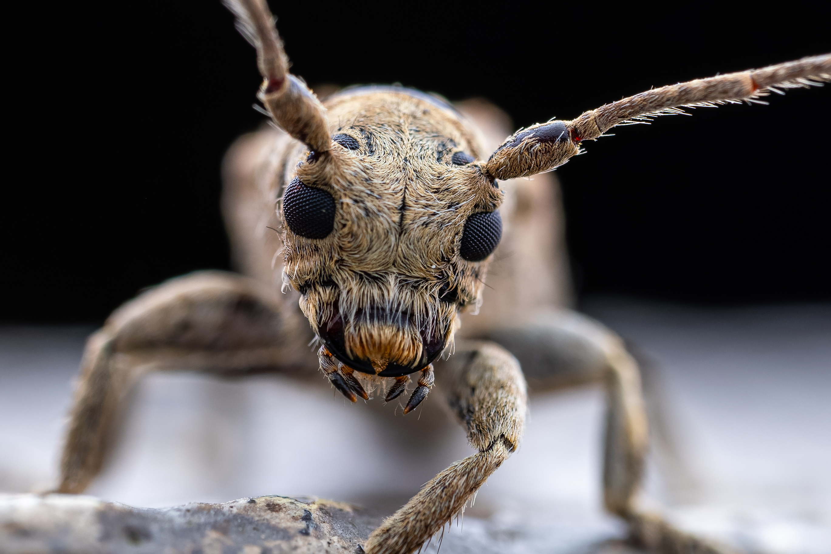 Zuiko 90mm F3.5 Macro�������飺��ϲʮ�㣡
