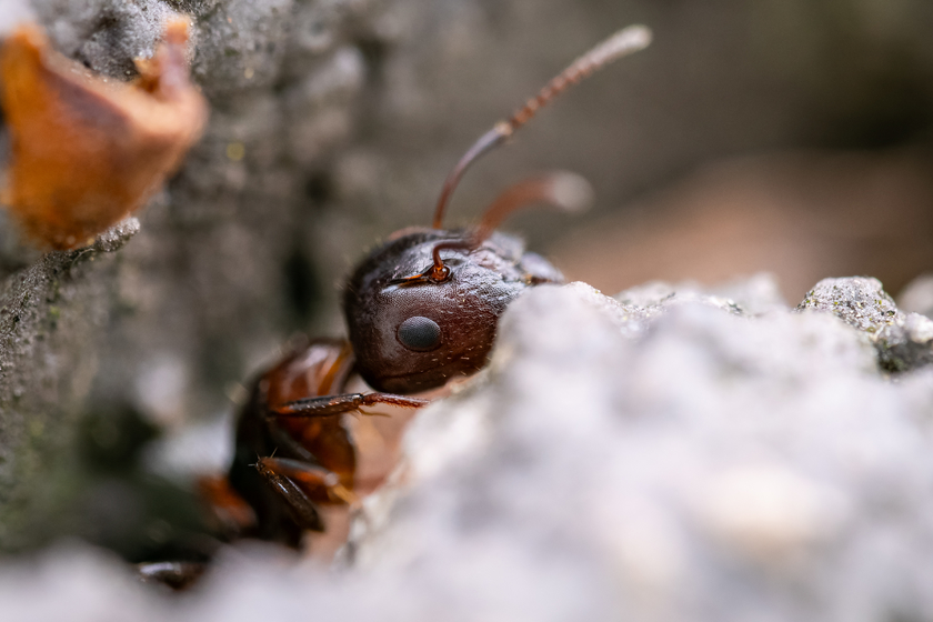 Zuiko 90mm F3.5 Macro快速体验:惊喜十足! Zuiko 90mm F3.5 Macro快速体验:惊喜十足!