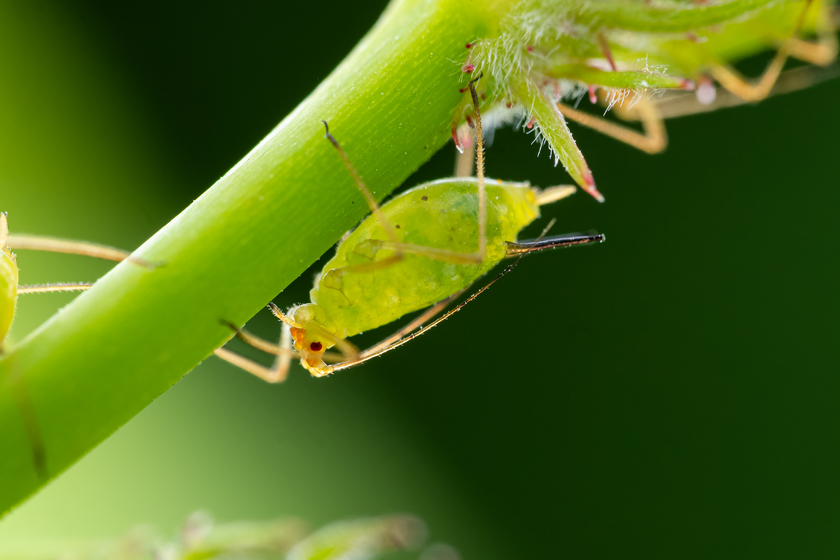 Zuiko 90mm F3.5 Macro快速体验:惊喜十足! Zuiko 90mm F3.5 Macro快速体验:惊喜十足!