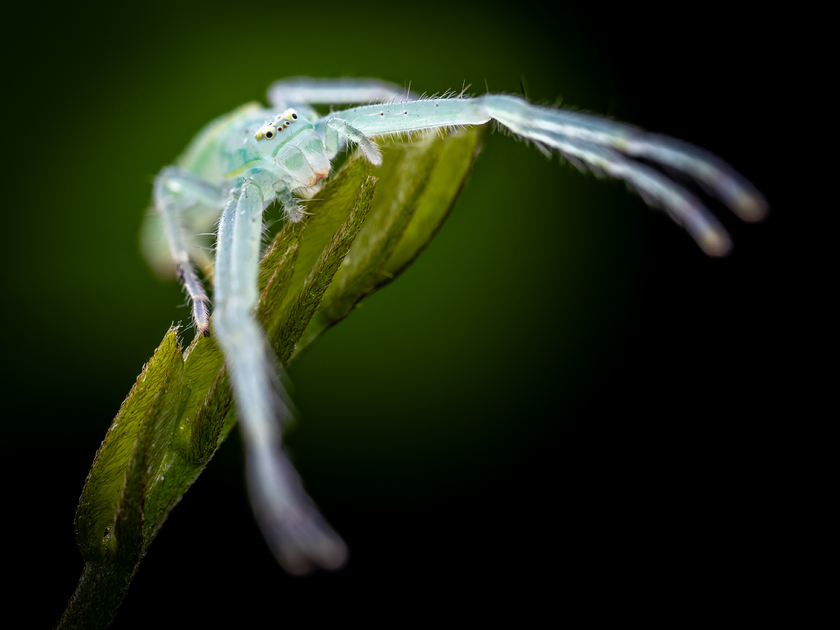 Zuiko 90mm F3.5 Macro快速体验:惊喜十足! Zuiko 90mm F3.5 Macro快速体验:惊喜十足!