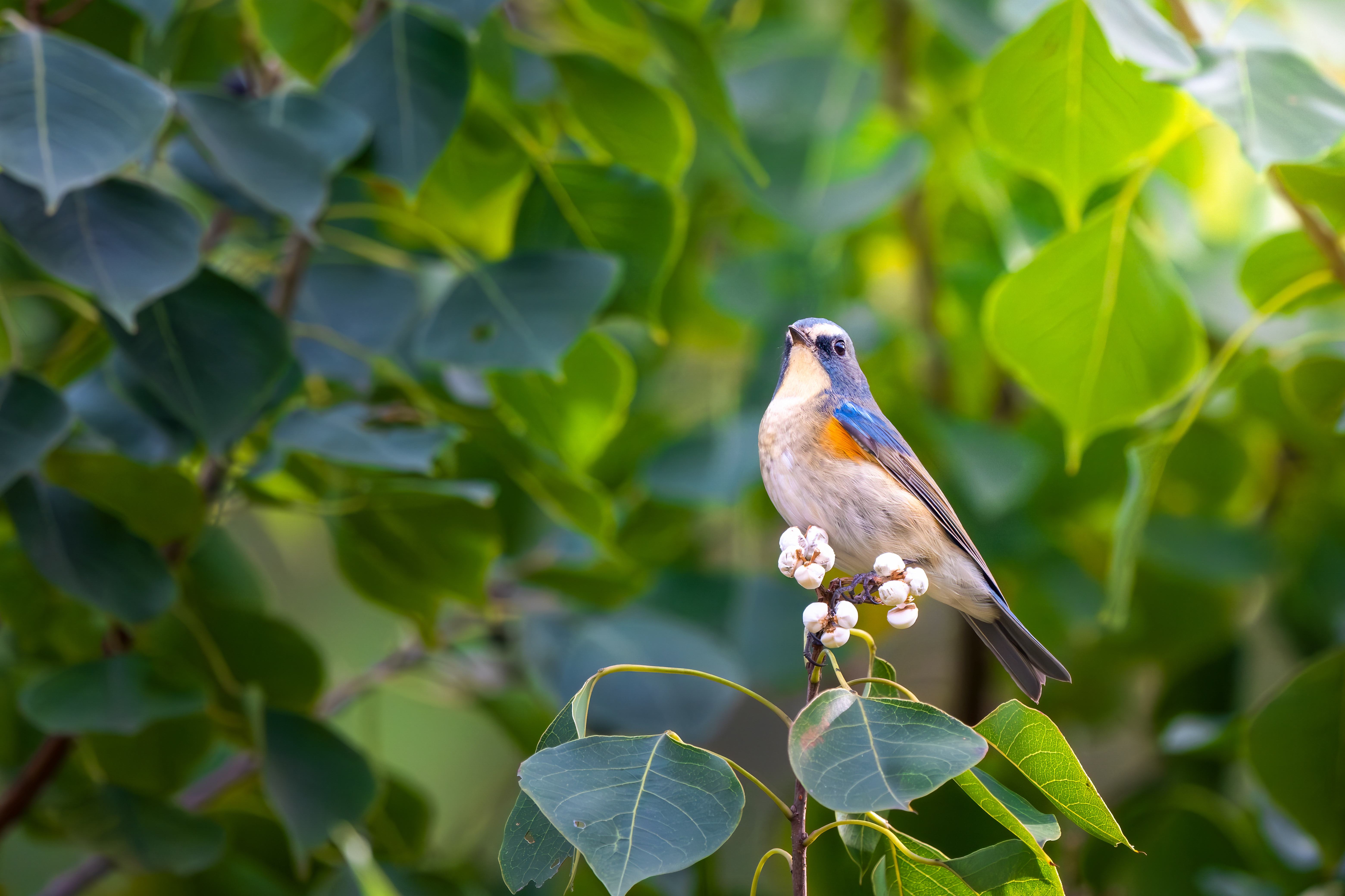 Ÿʿ X-H2S+XF500mmF5.6̽۶ؾ