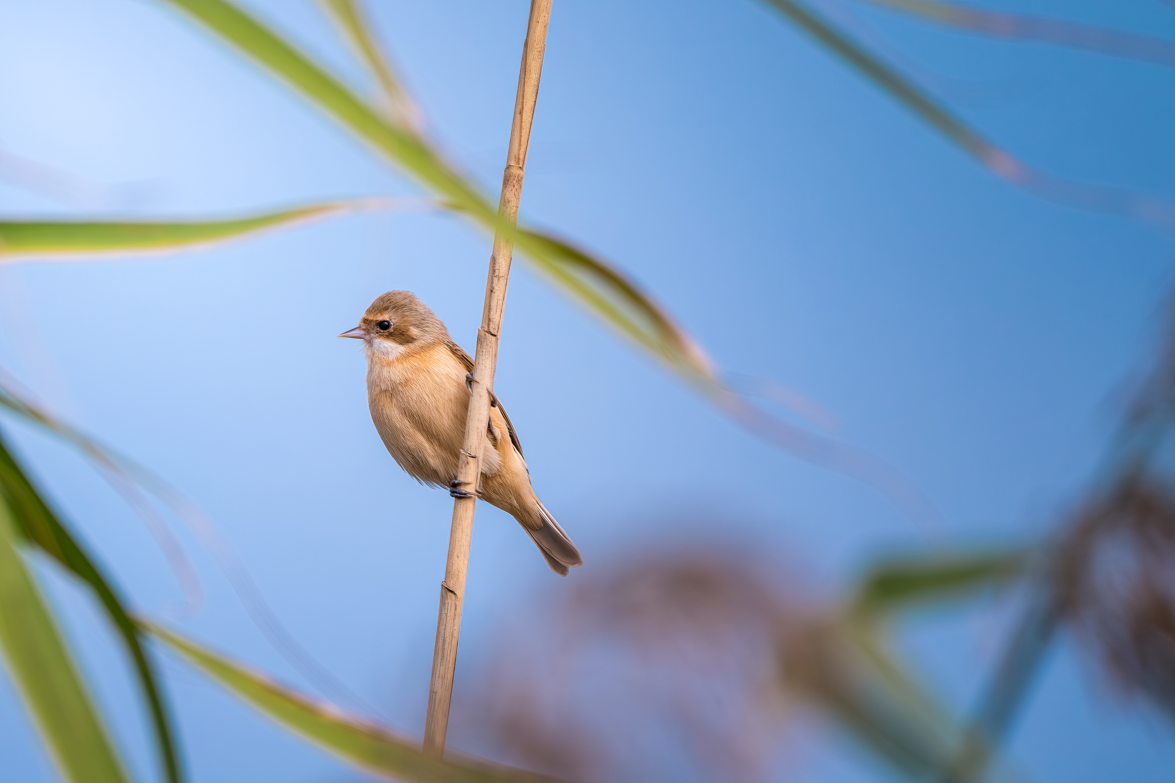 Ÿʿ X-H2S+XF500mmF5.6̽۶ؾ