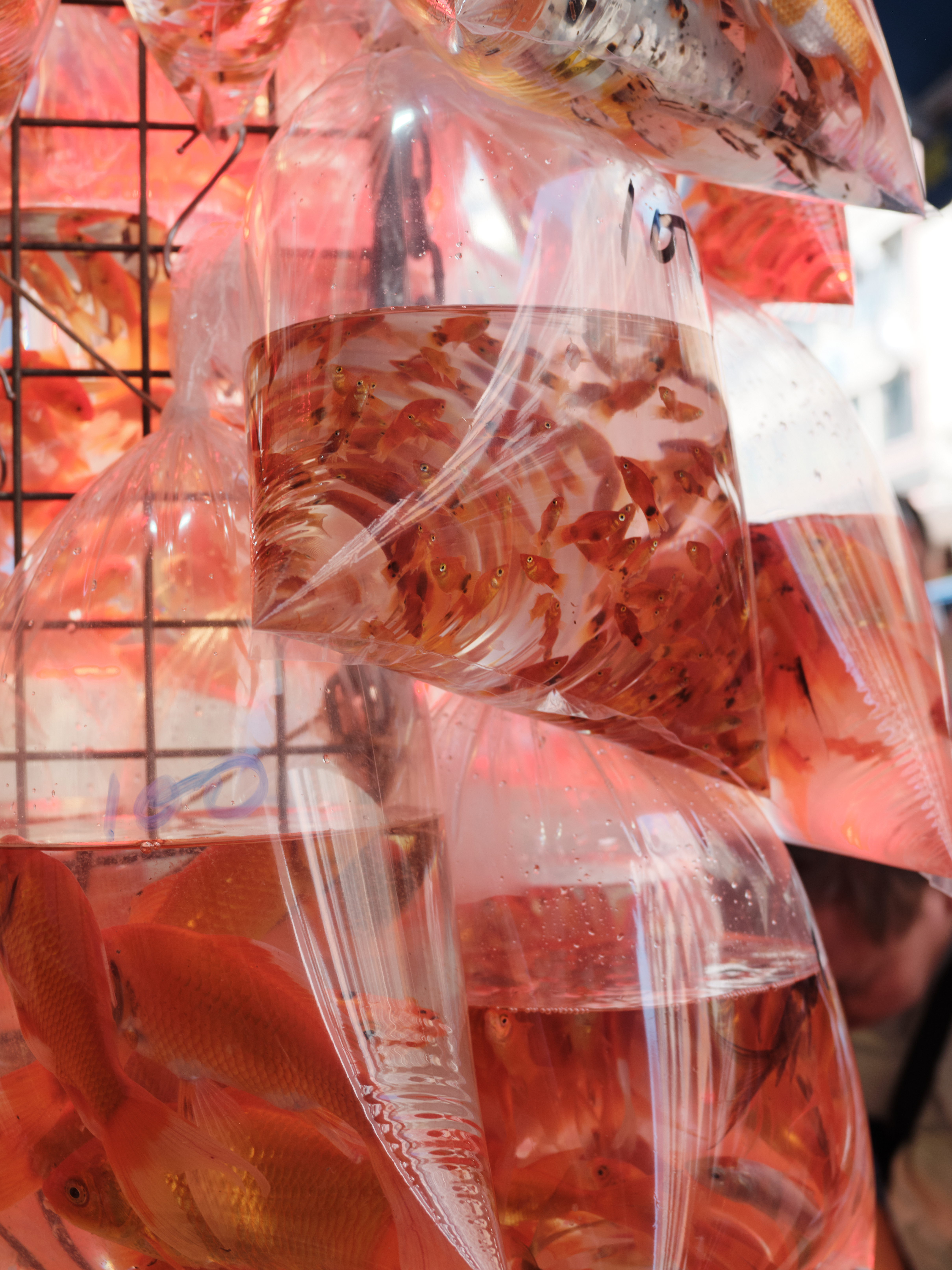 �л����Ľ�ͷ��������ʿGFX100RF�������