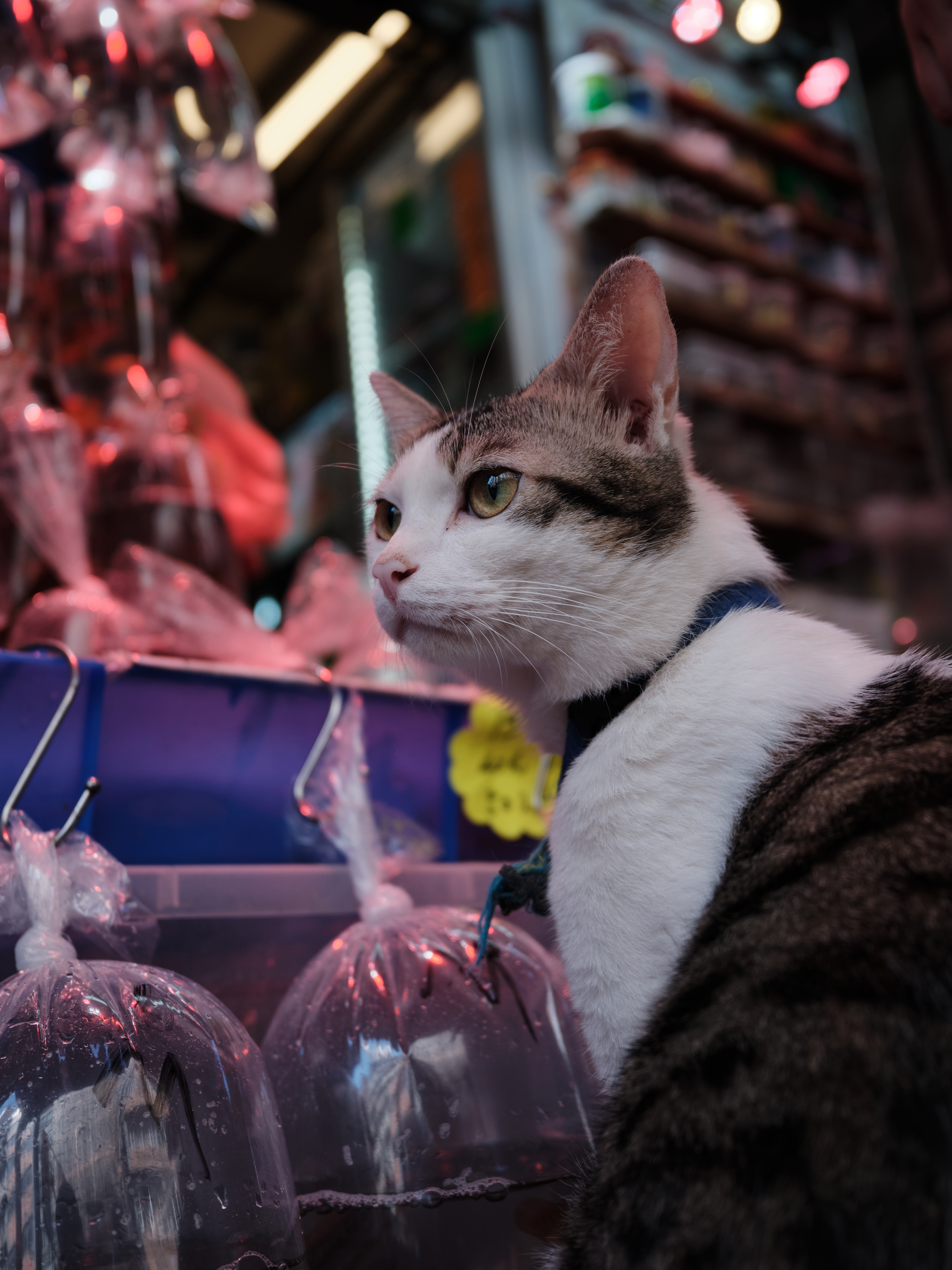 �л����Ľ�ͷ��������ʿGFX100RF�������