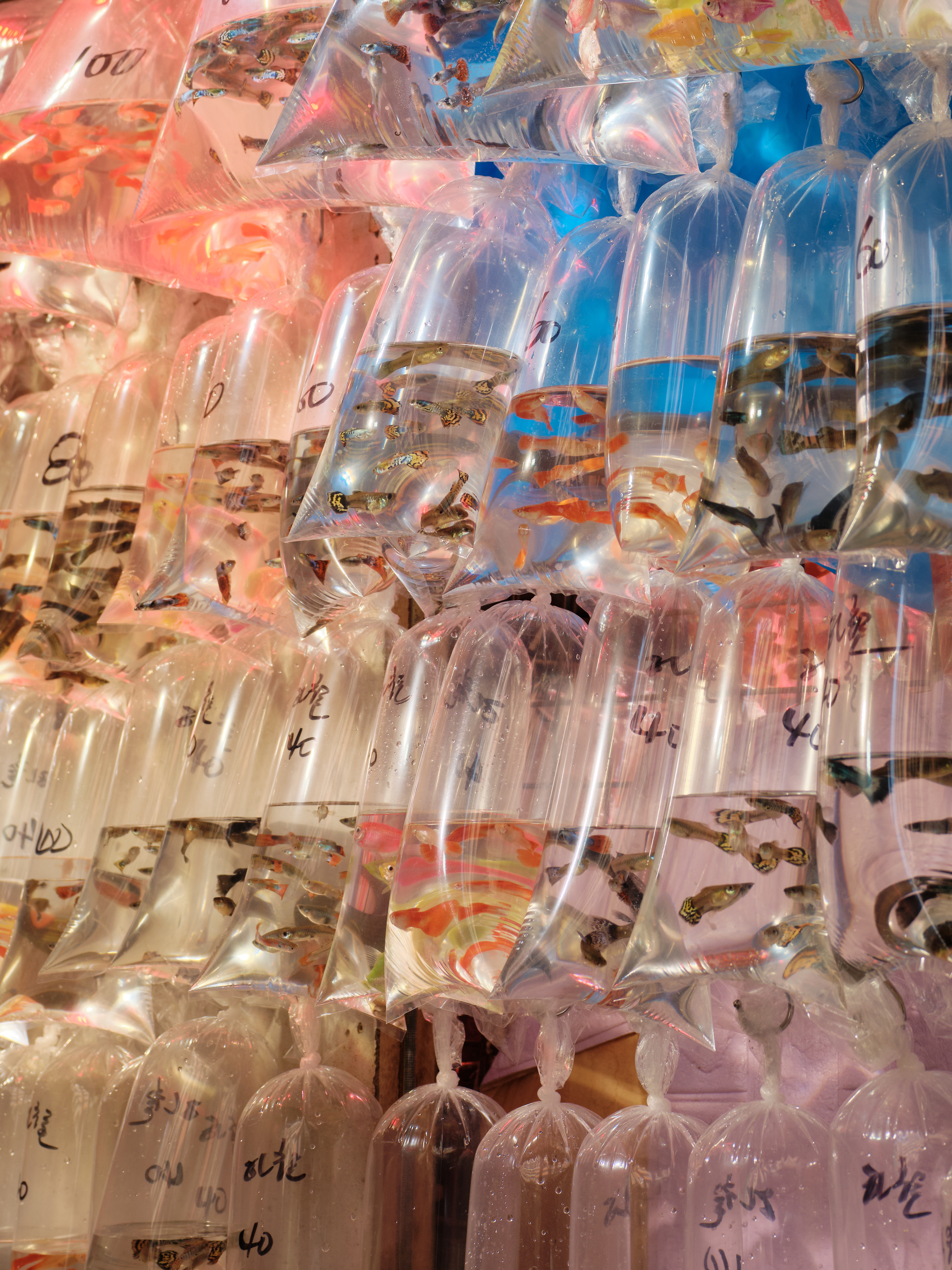 �л����Ľ�ͷ��������ʿGFX100RF�������