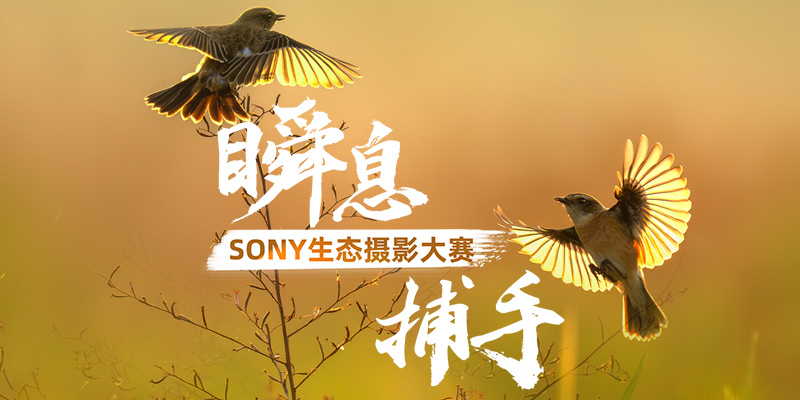 ˲Ϣ֡SONY̬Ӱѡ