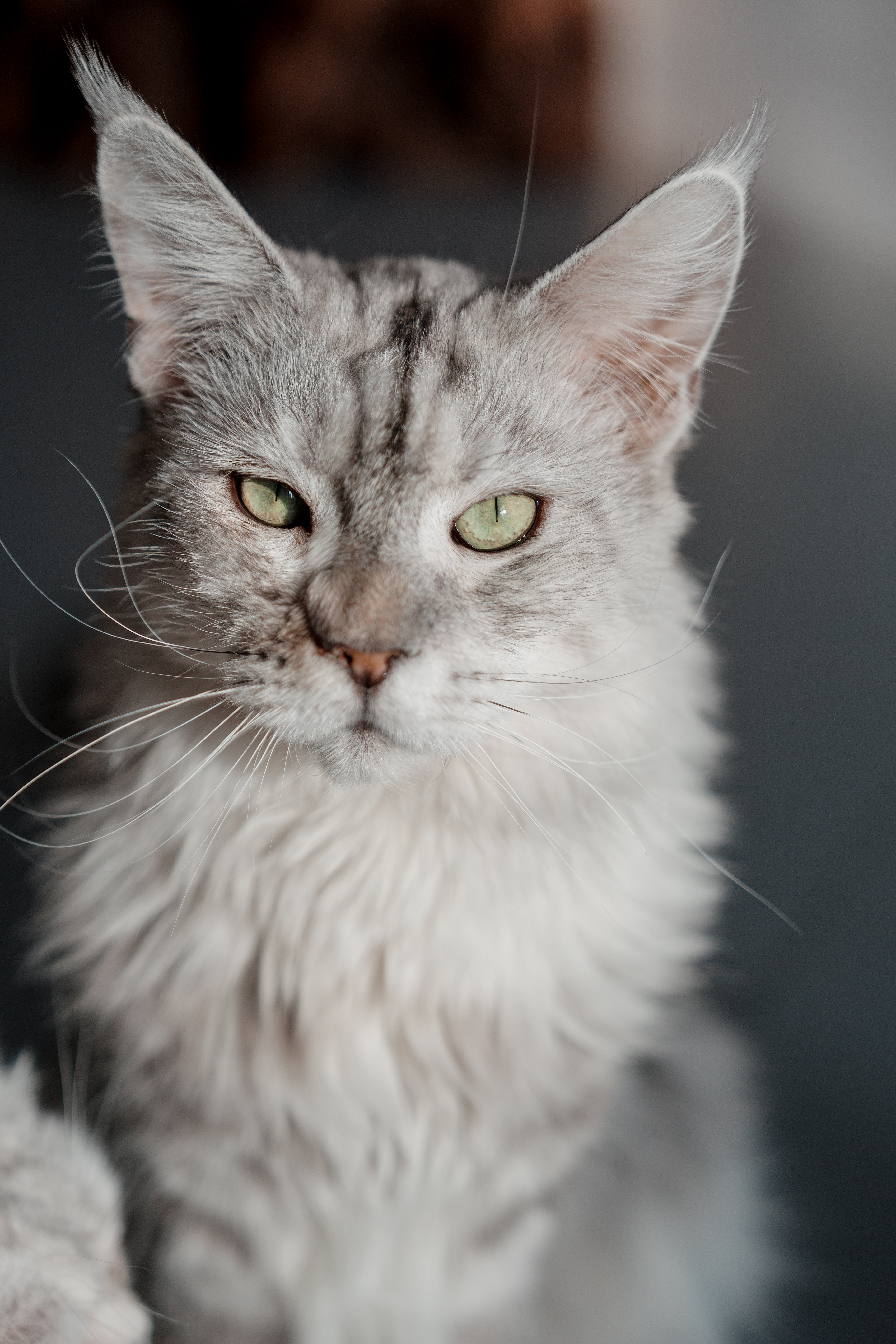 ��èè����Alpha 7V+ SEL2470GM2 OK��