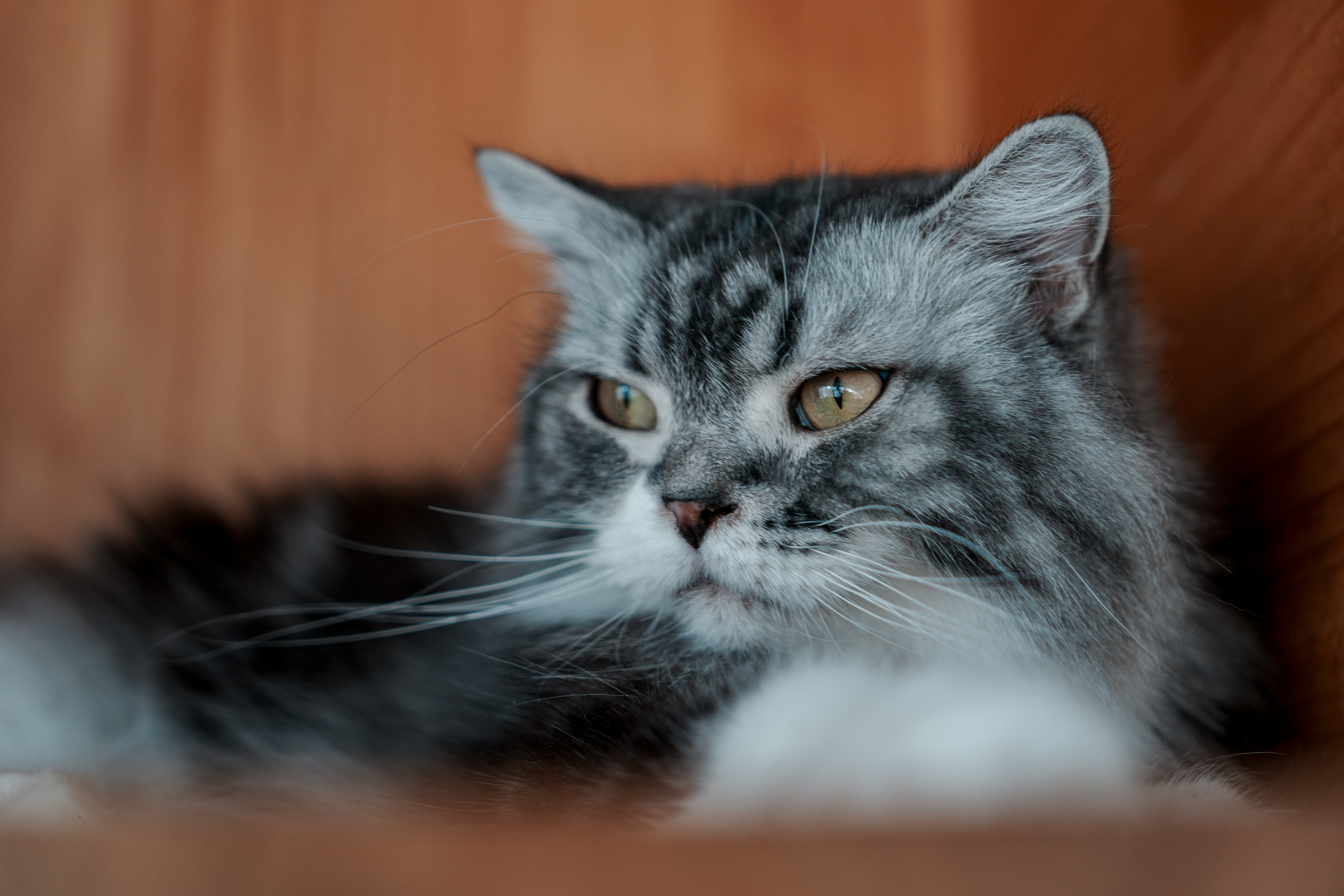 ��èè����Alpha 7V+ SEL2470GM2 OK��