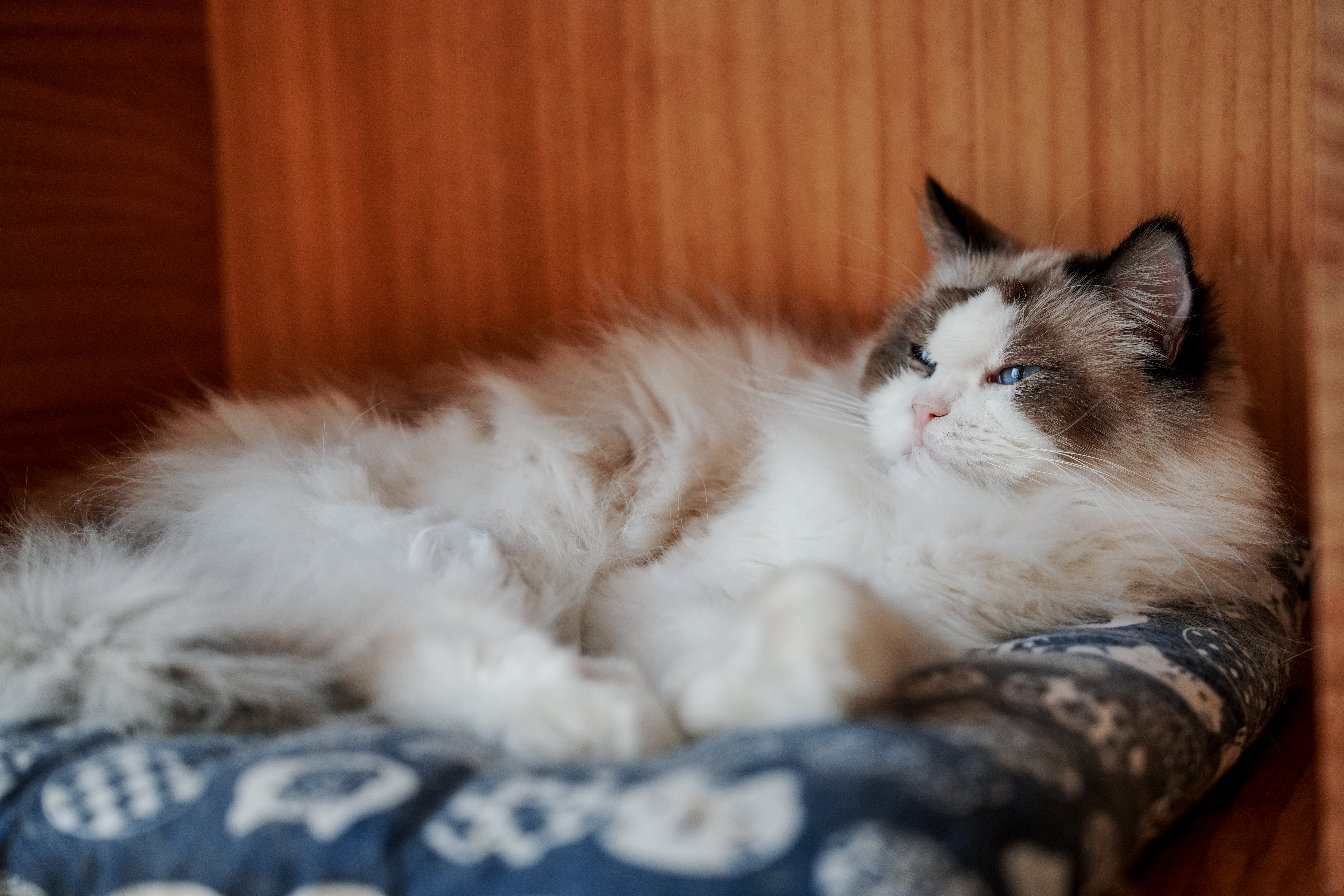 ��èè����Alpha 7V+ SEL2470GM2 OK��