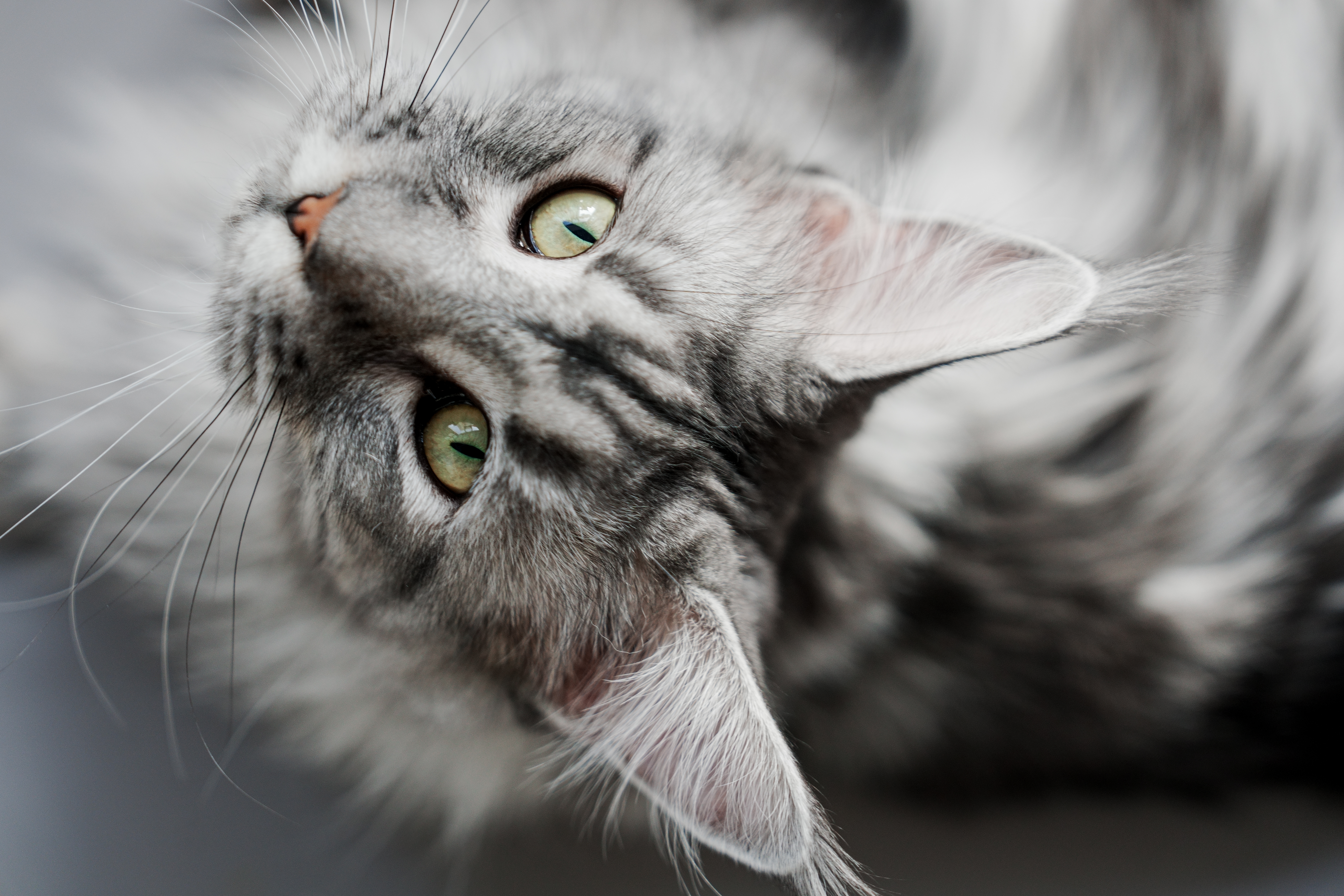 ��èè����Alpha 7V+ SEL2470GM2 OK��