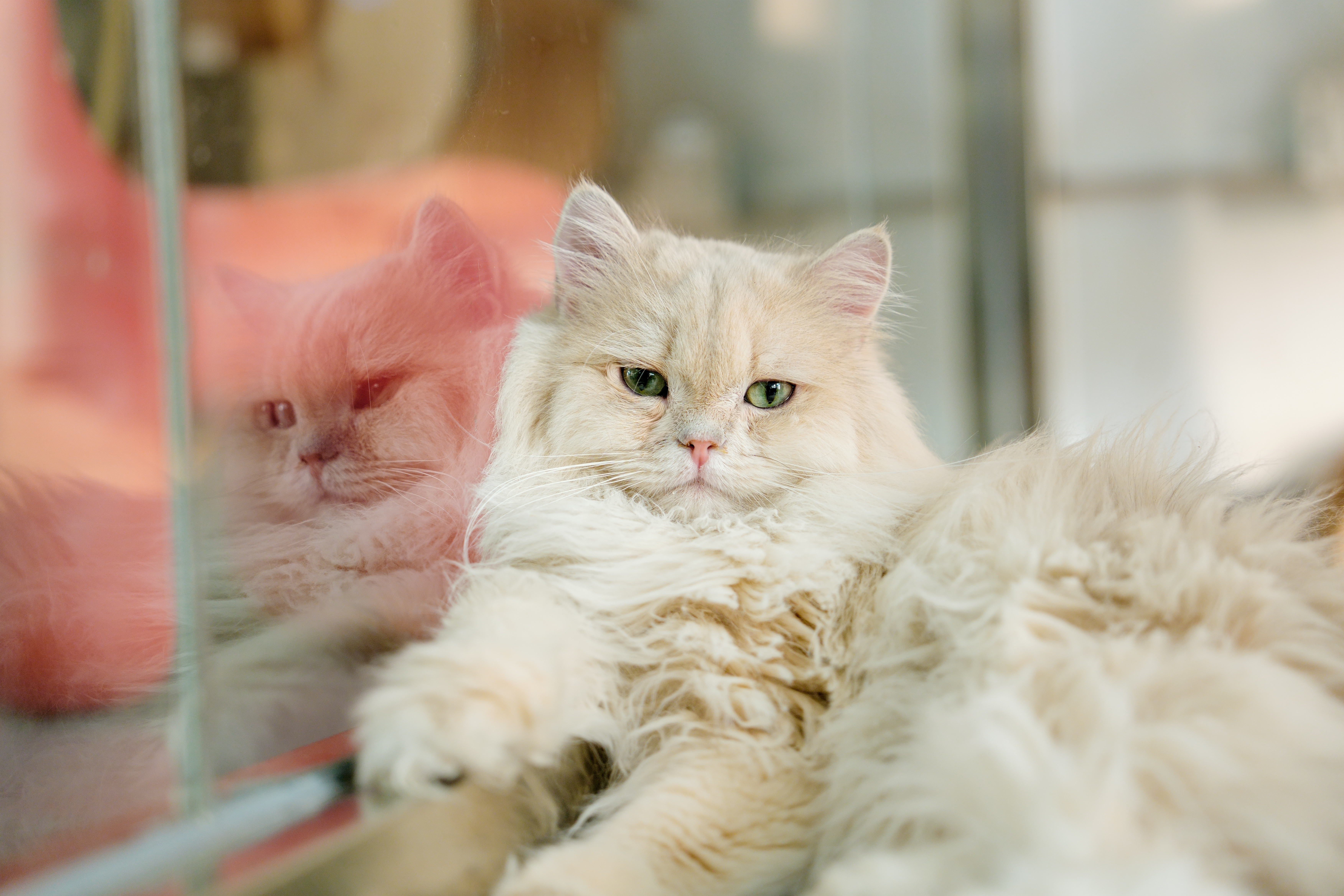 ��èè����Alpha 7V+ SEL2470GM2 OK��