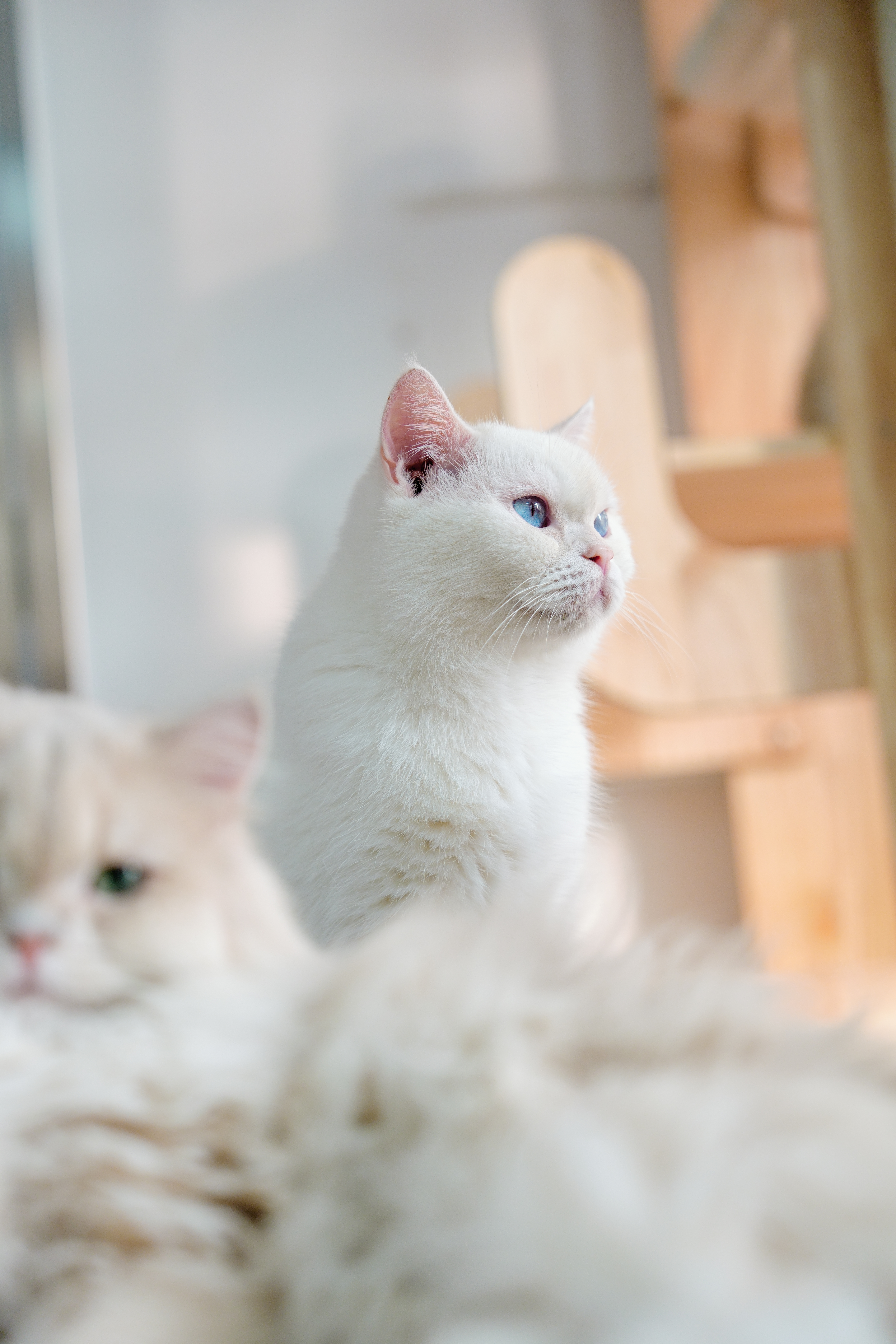 ��èè����Alpha 7V+ SEL2470GM2 OK��