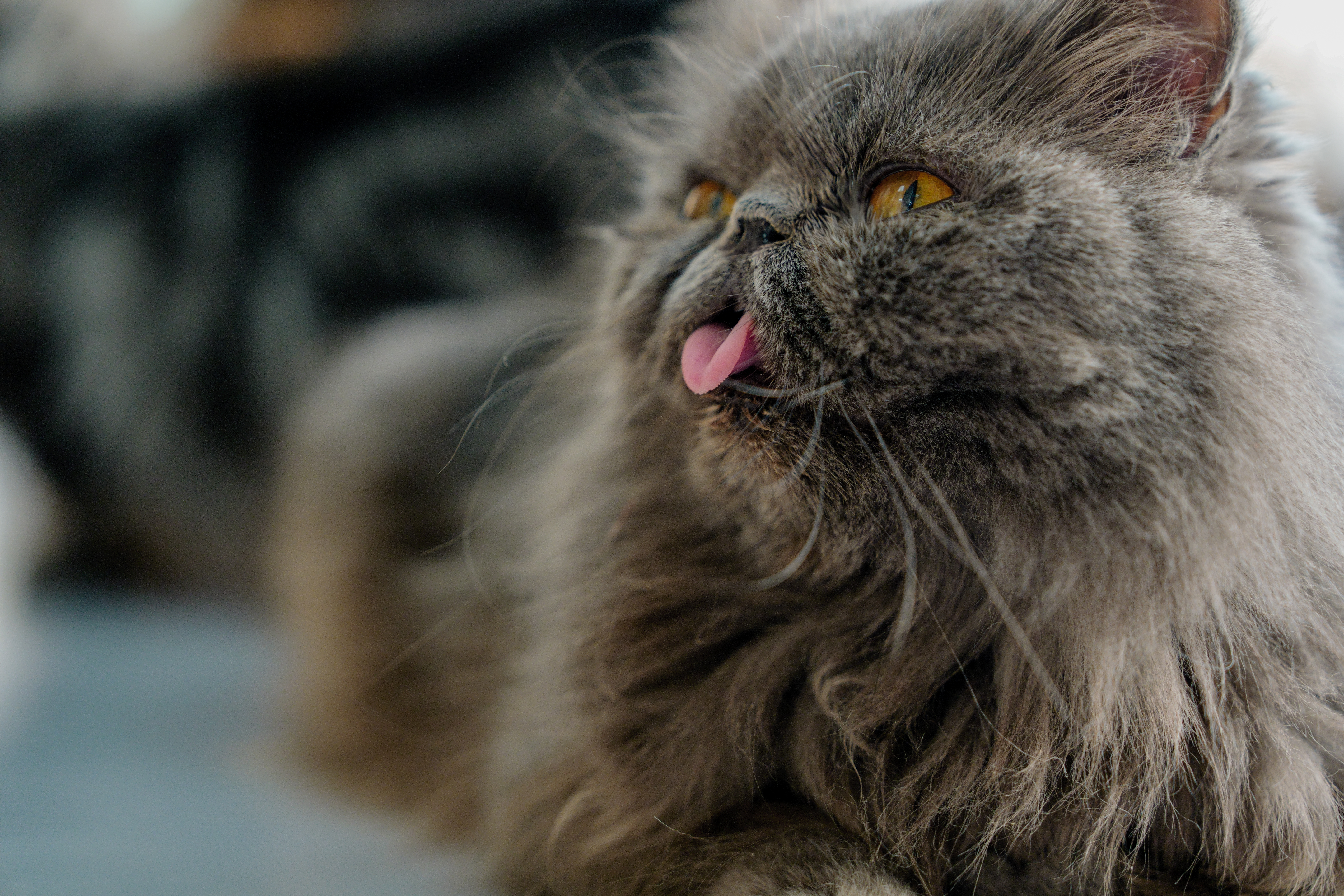 ��èè����Alpha 7V+ SEL2470GM2 OK��