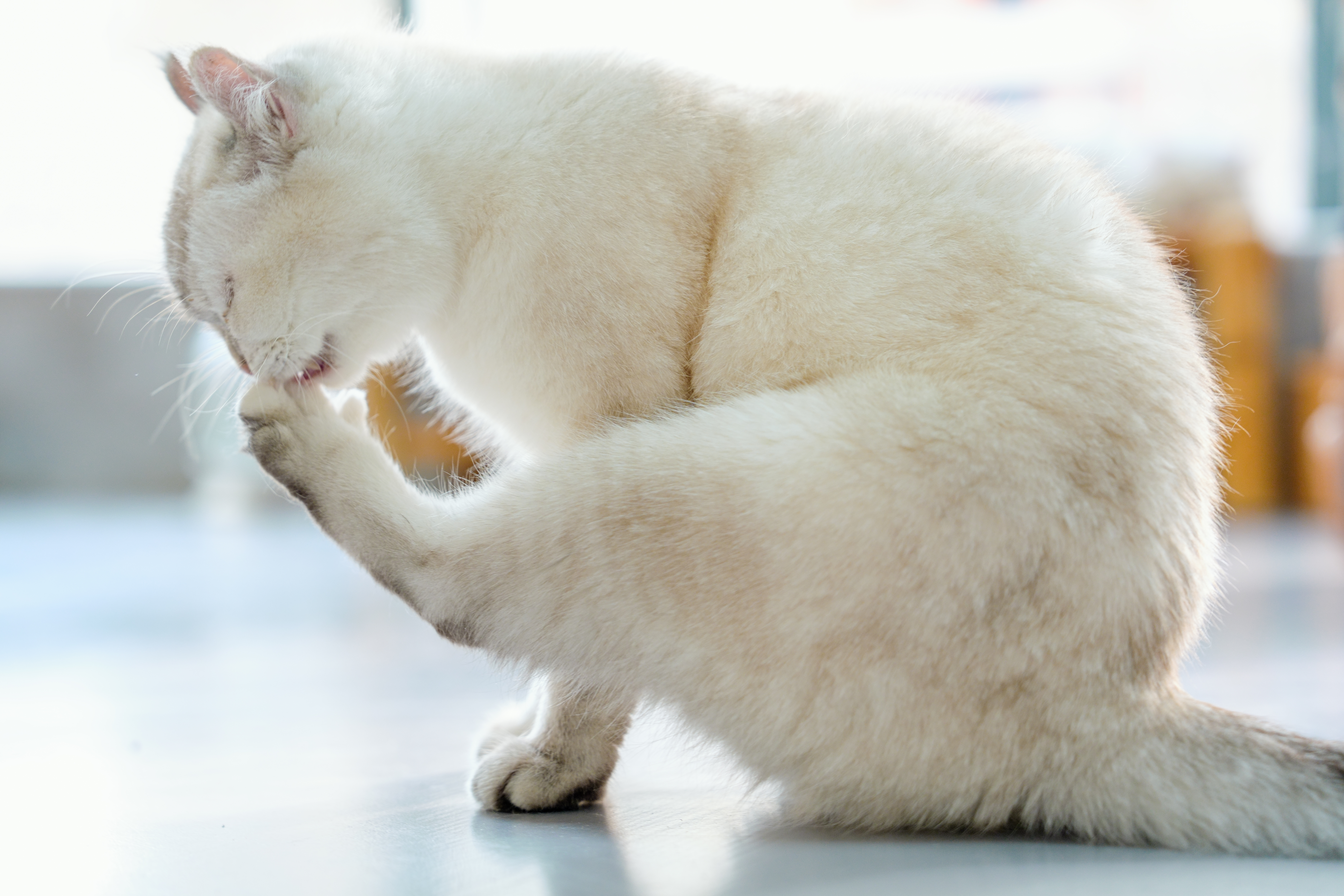 ��èè����Alpha 7V+ SEL2470GM2 OK��