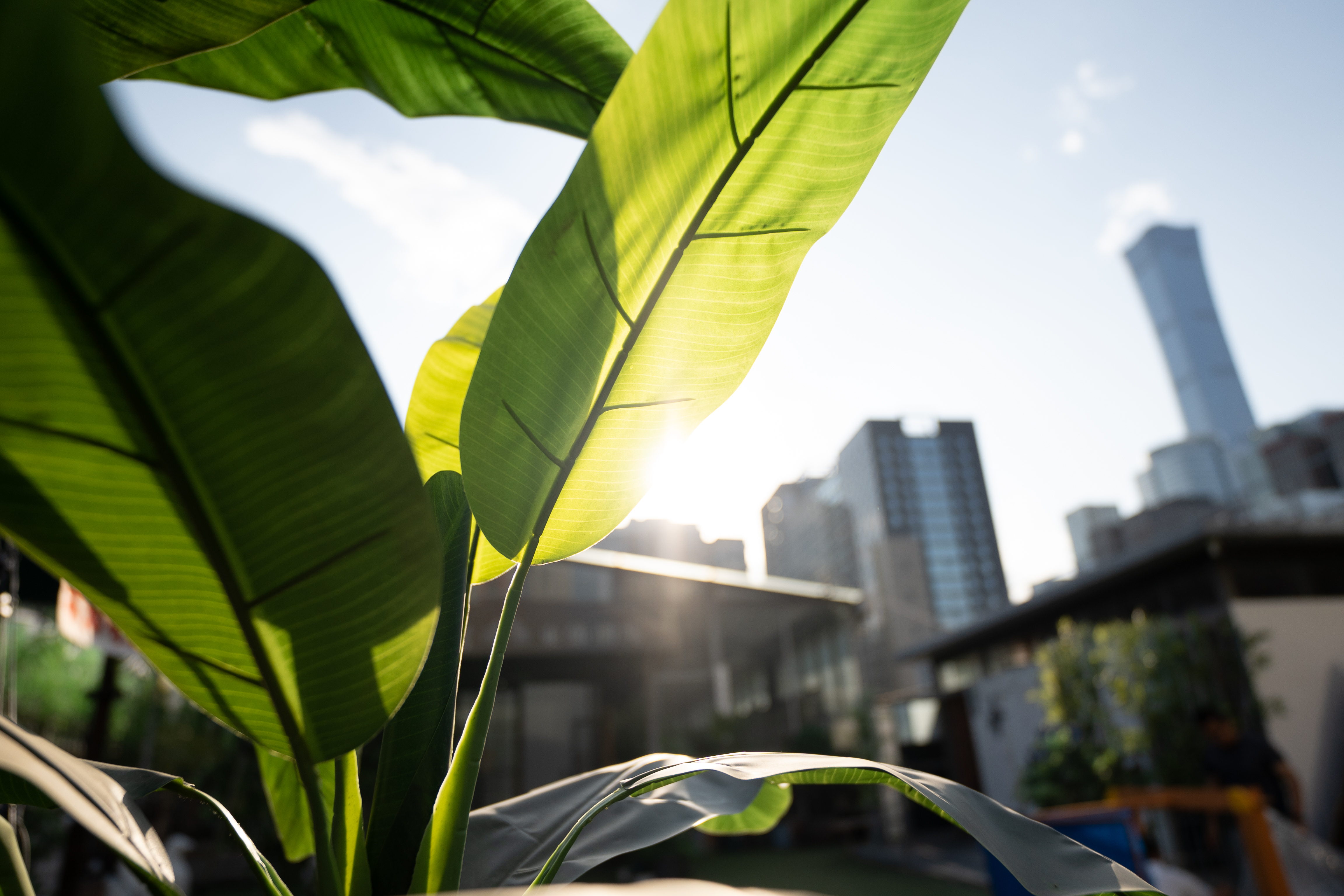 ѧĳ㶨 14mm F1.4 DG DN Art
