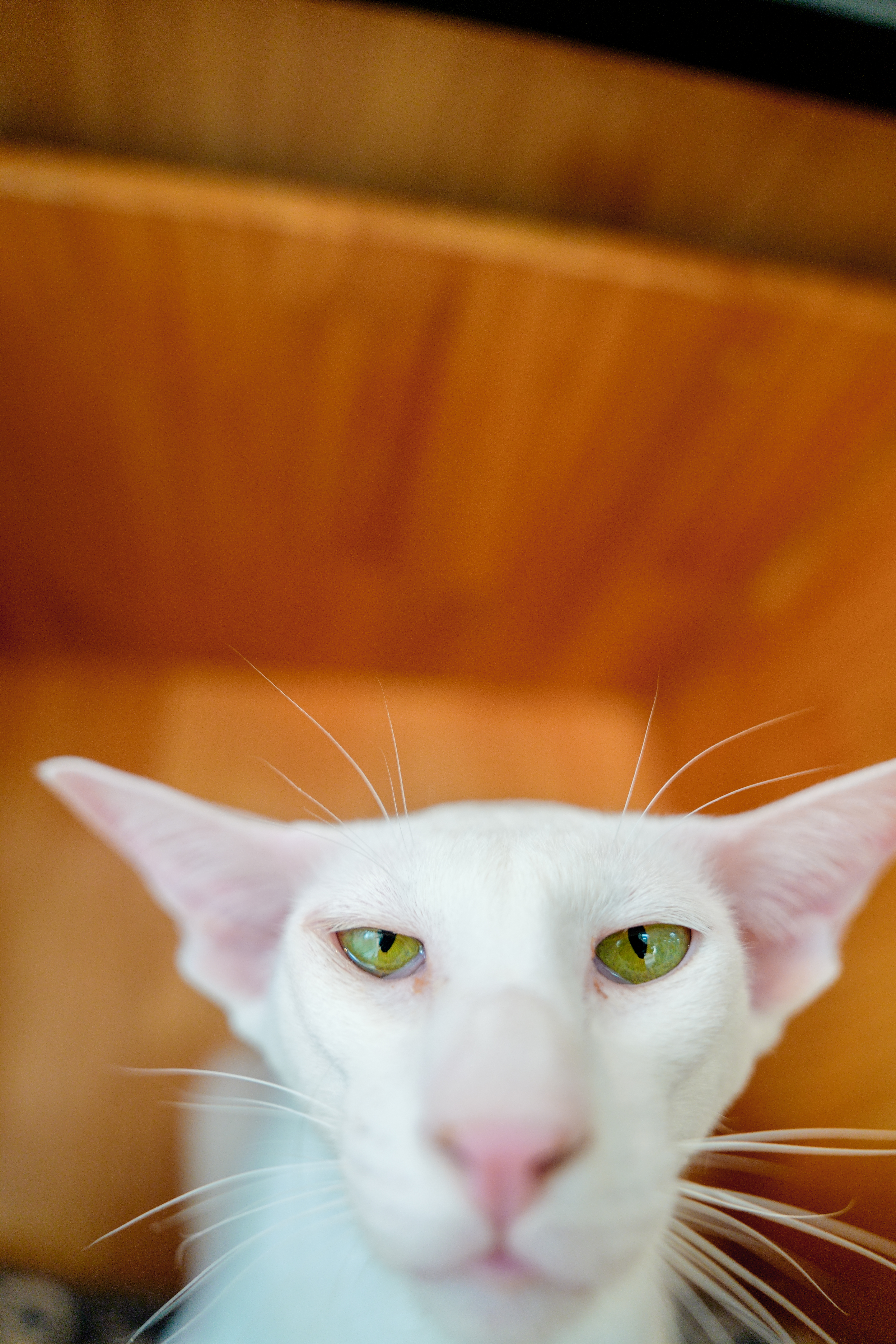 ��èè����Alpha 7V+ SEL2470GM2 OK��