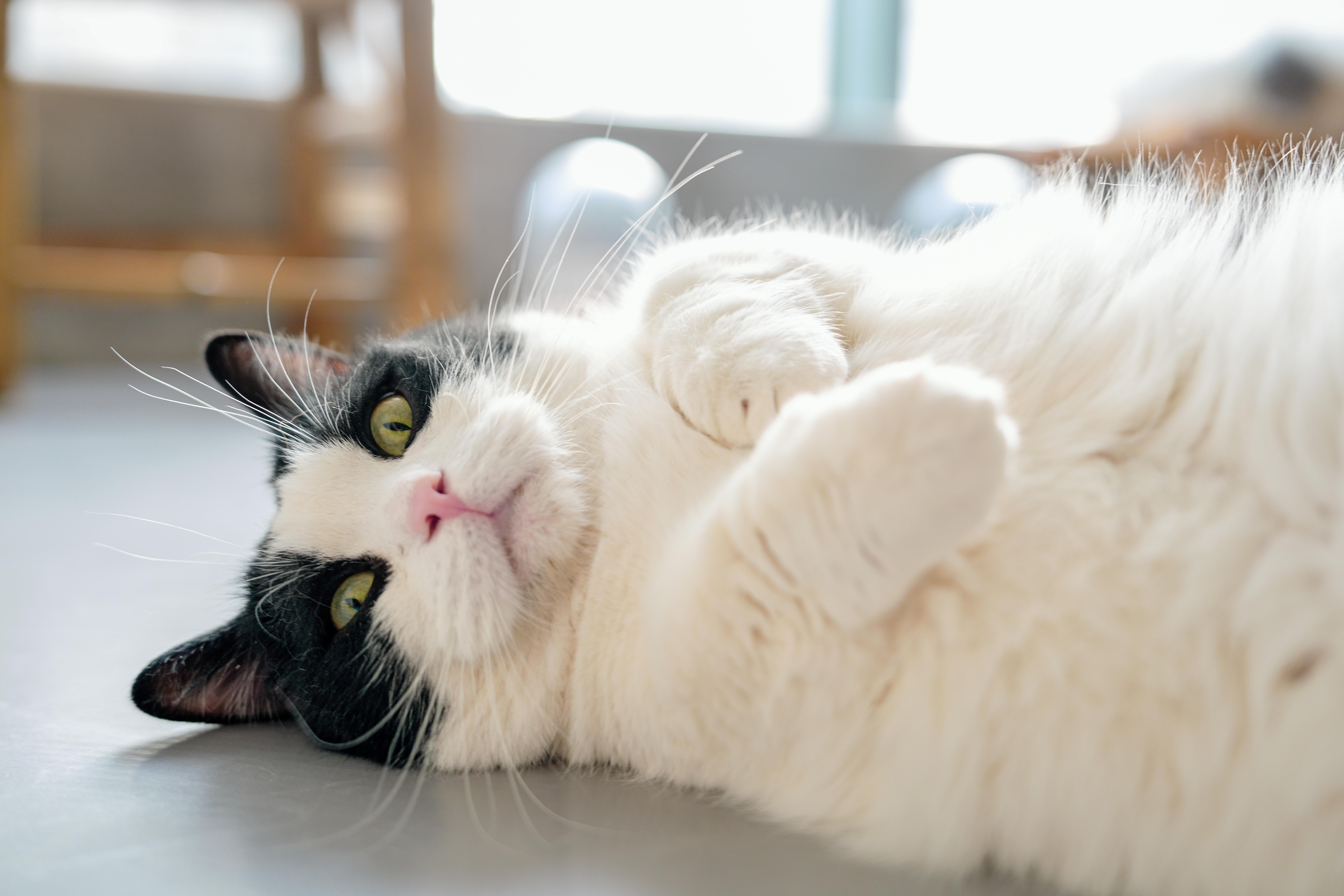 ��èè����Alpha 7V+ SEL2470GM2 OK��