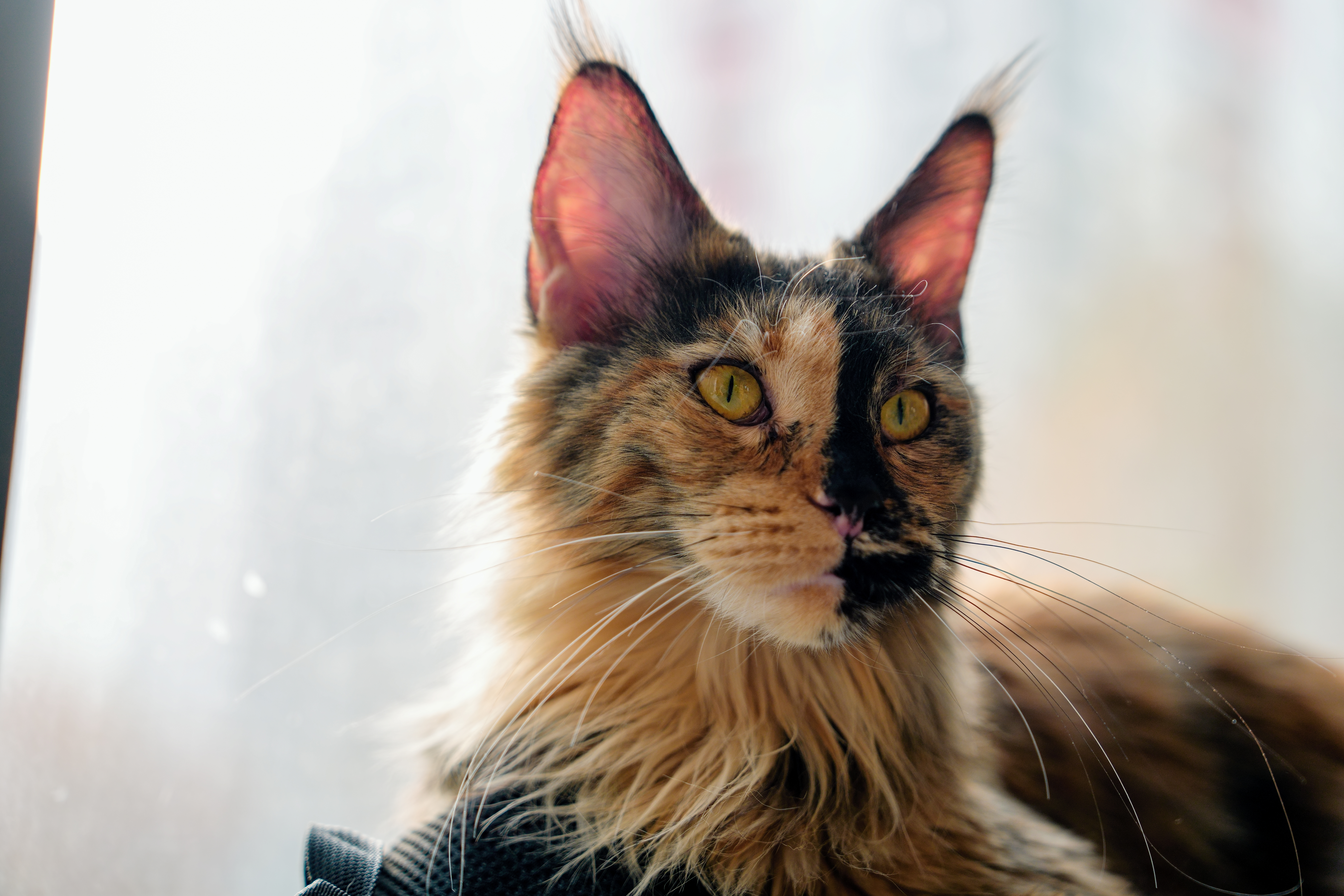 ��èè����Alpha 7V+ SEL2470GM2 OK��