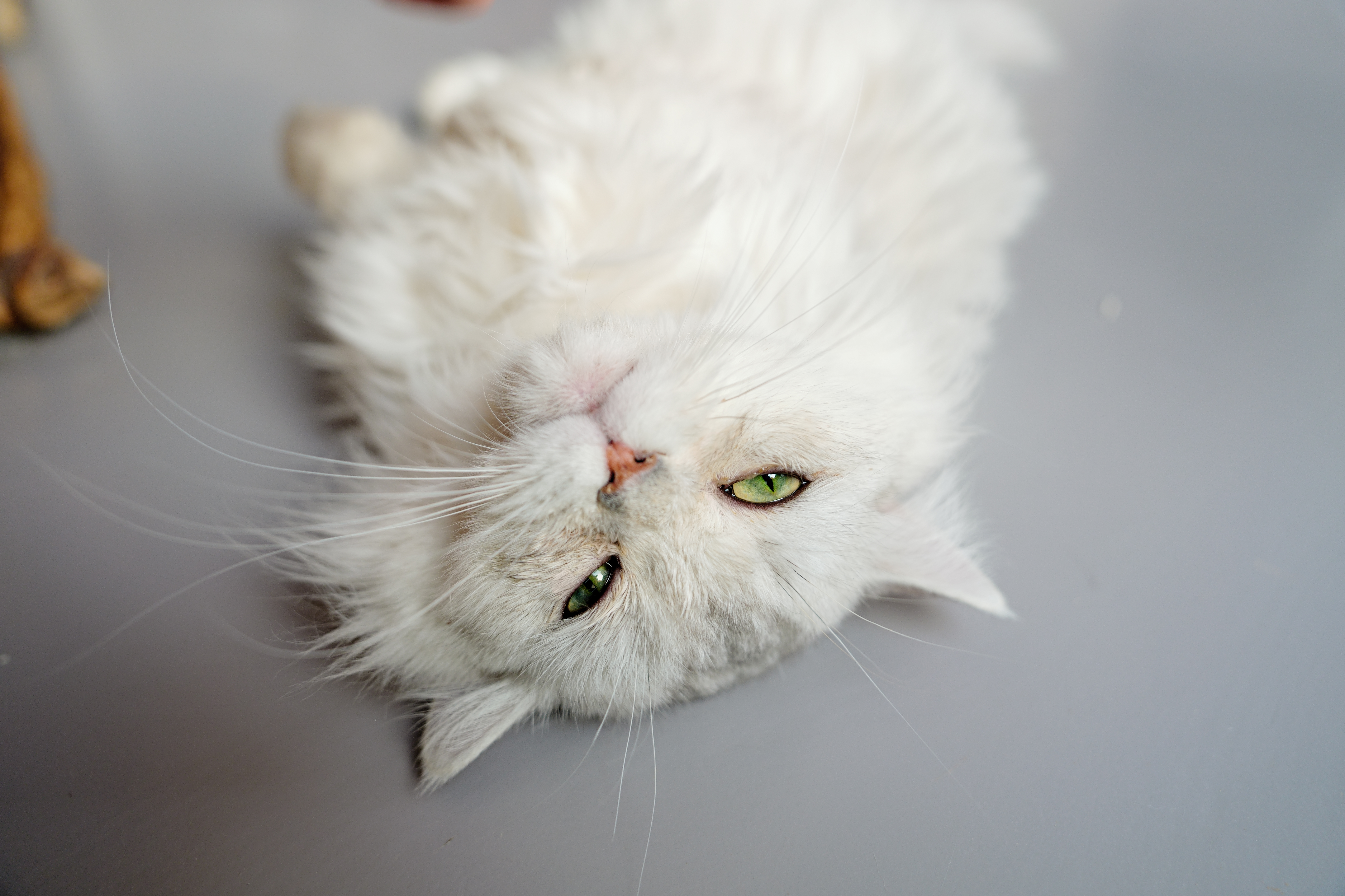 ��èè����Alpha 7V+ SEL2470GM2 OK��