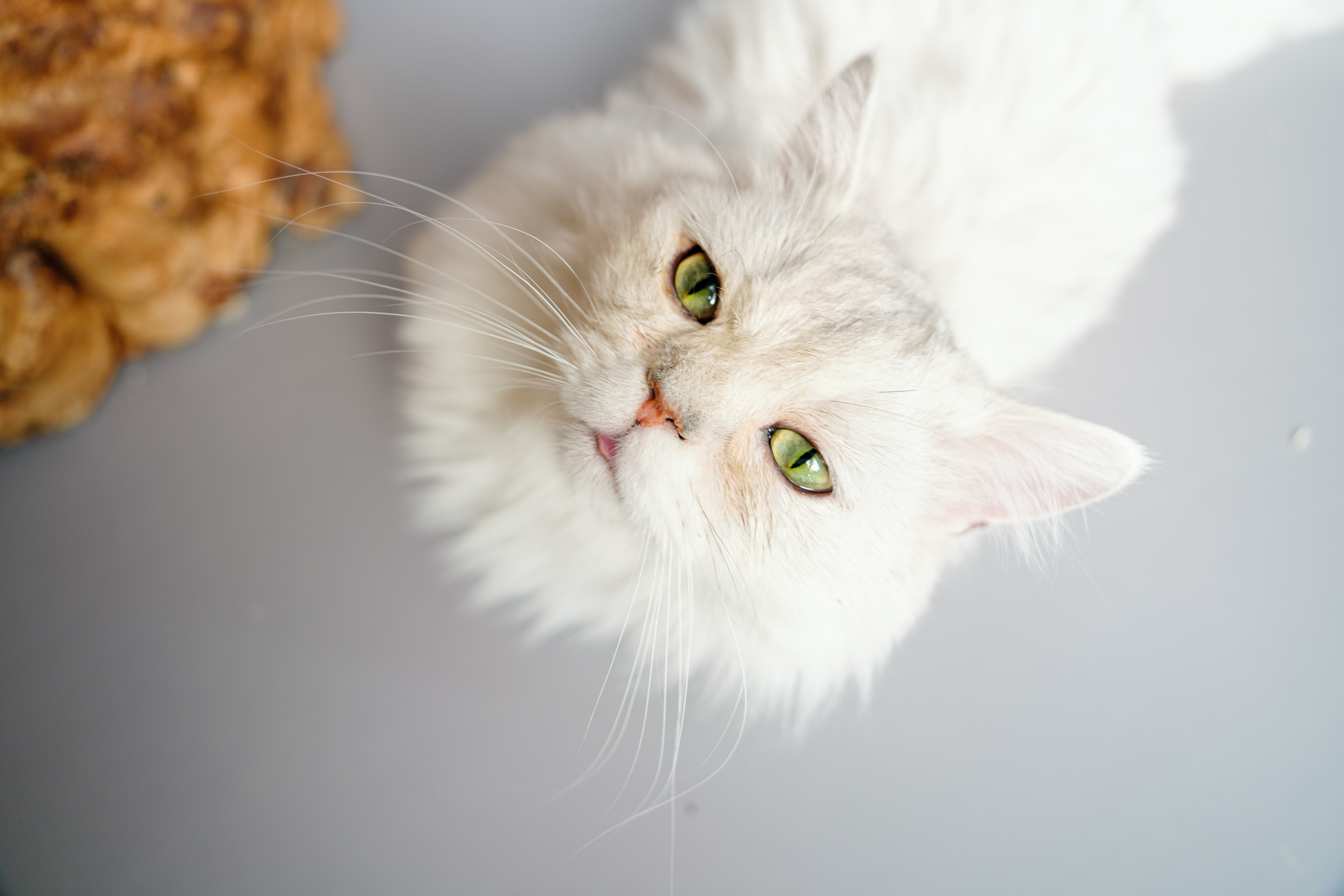 ��èè����Alpha 7V+ SEL2470GM2 OK��