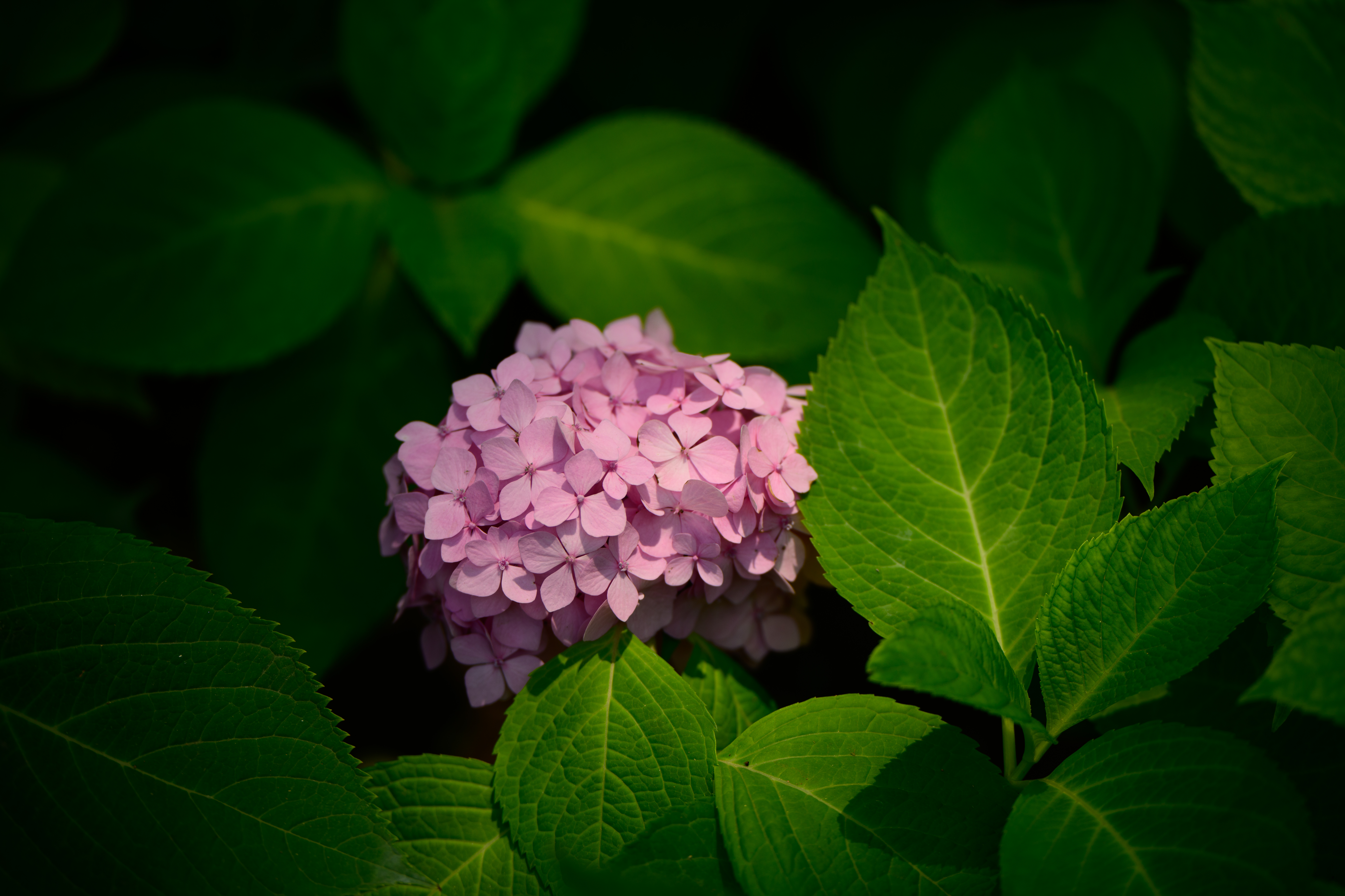 ôĶÿг佹ͷ ˶Z 70-180mm F2.8