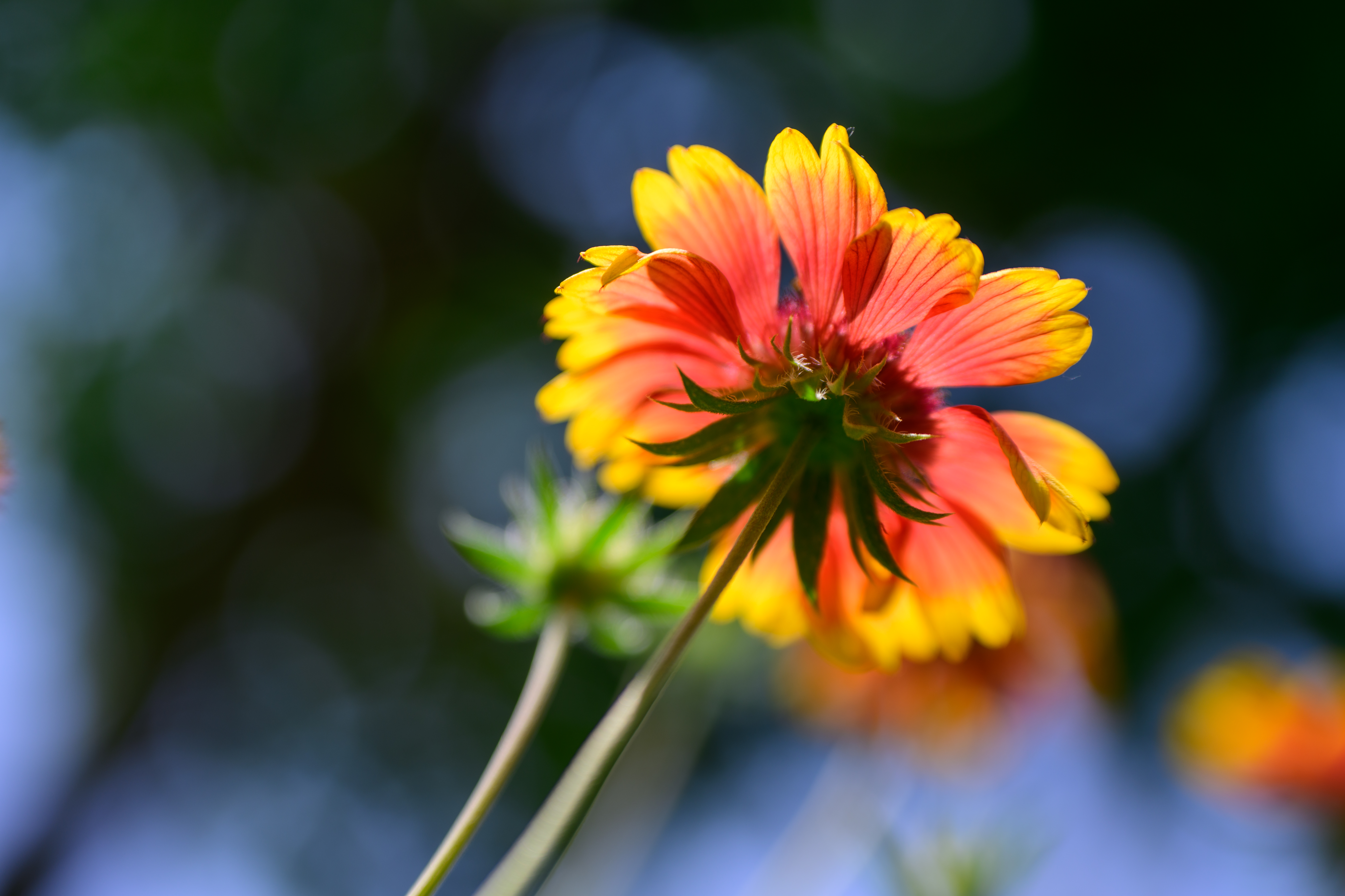 ôĶÿг佹ͷ ˶Z 70-180mm F2.8