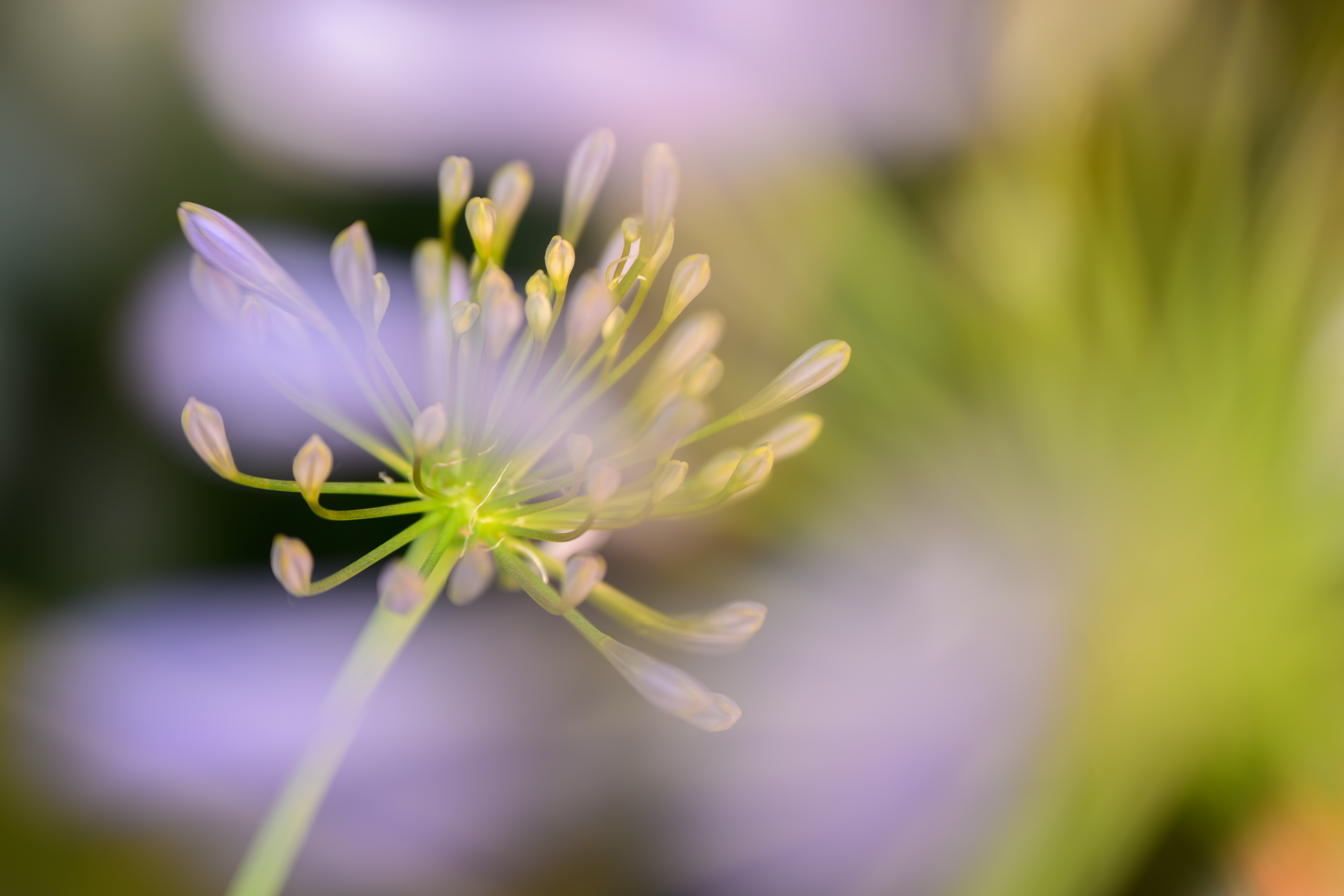 ôĶÿг佹ͷ ˶Z 70-180mm F2.8