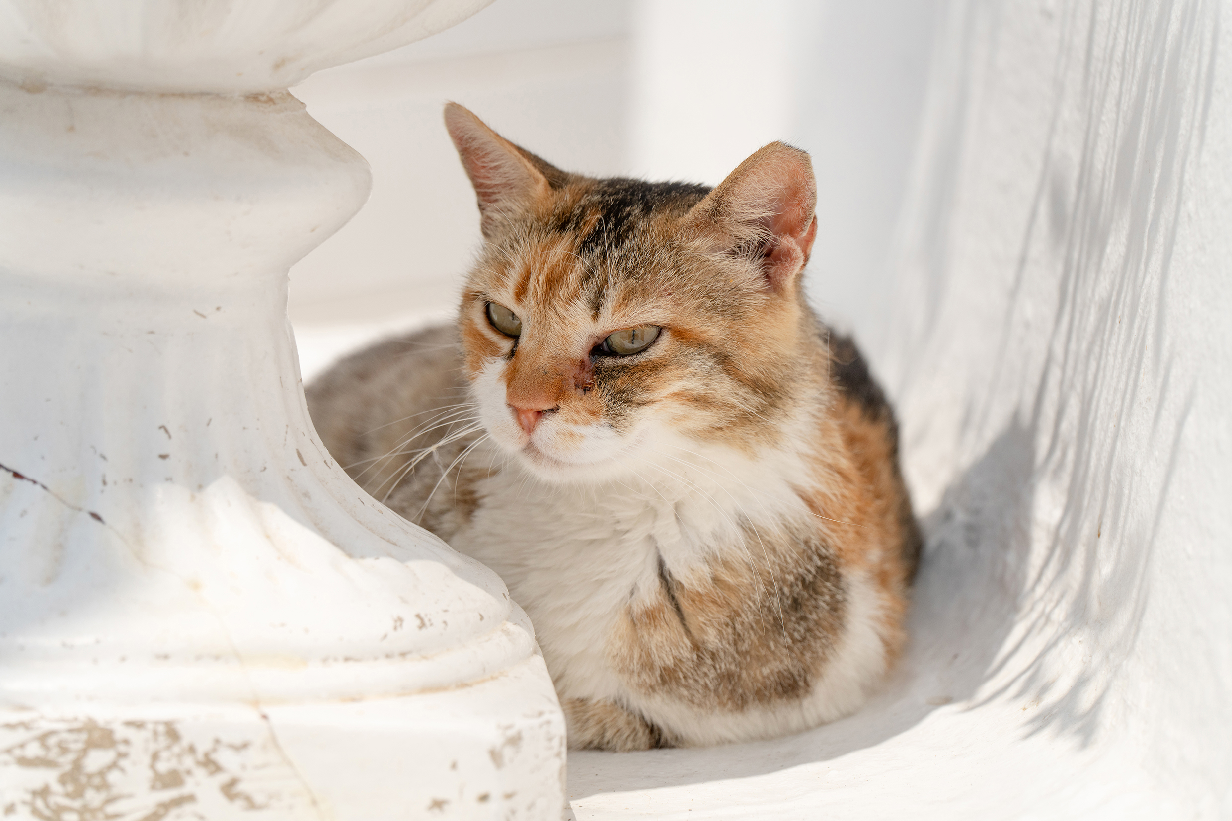 2025����ȫ��25-200mm G2��佹��ͷ����֮��Բ������