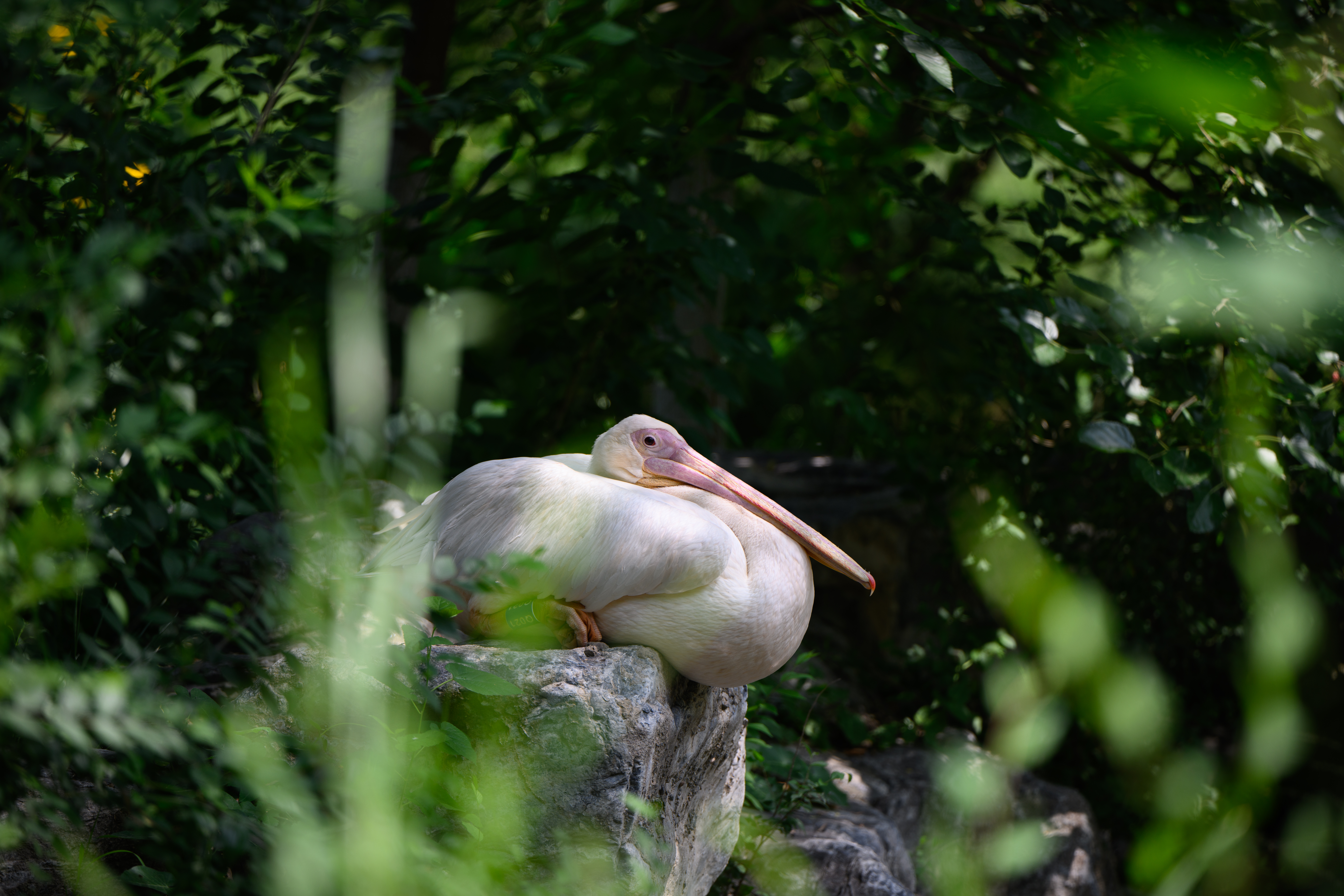 ôĶÿг佹ͷ ˶Z 70-180mm F2.8