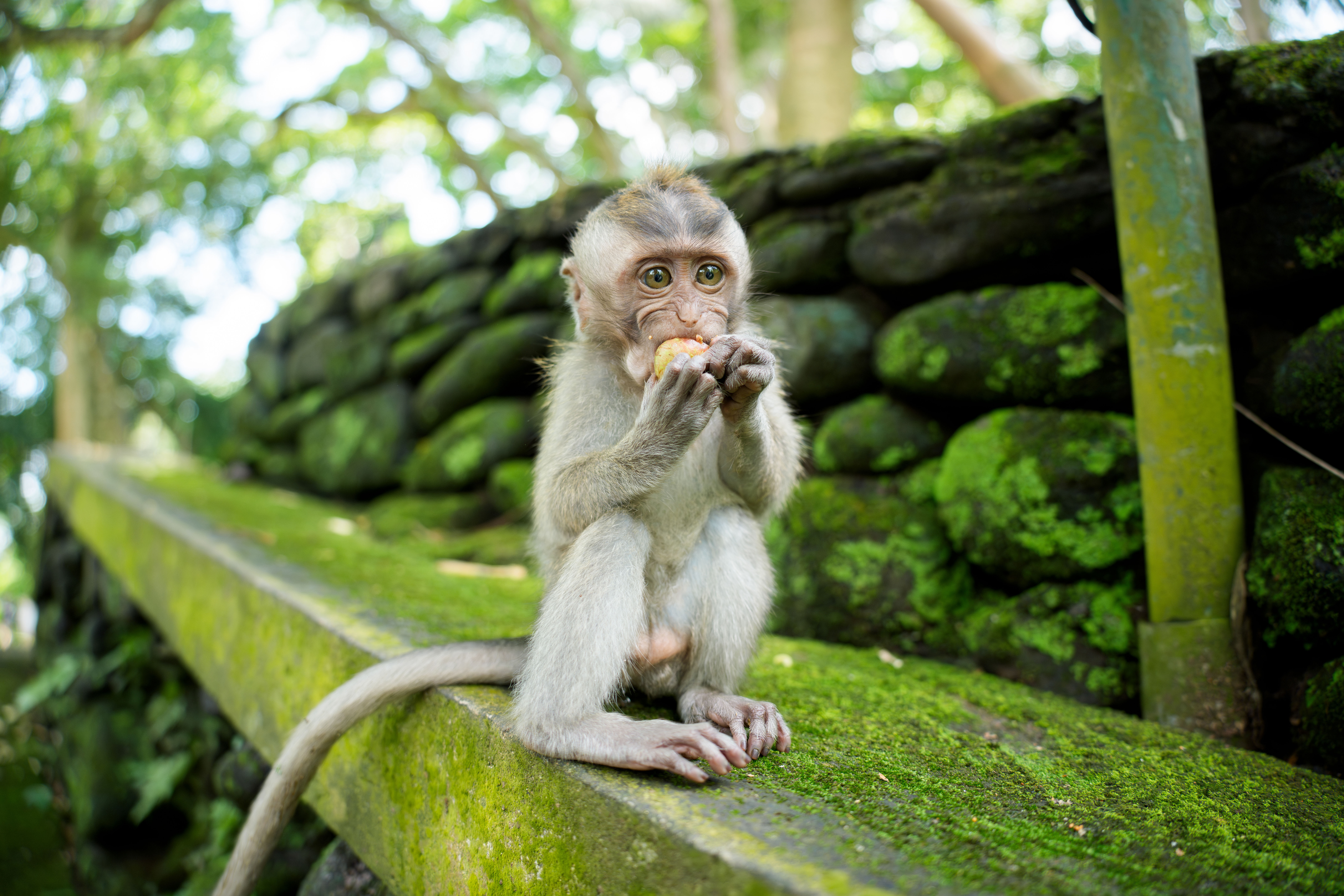 2025����ȫ��25-200mm G2��佹��ͷ����֮��Բ������