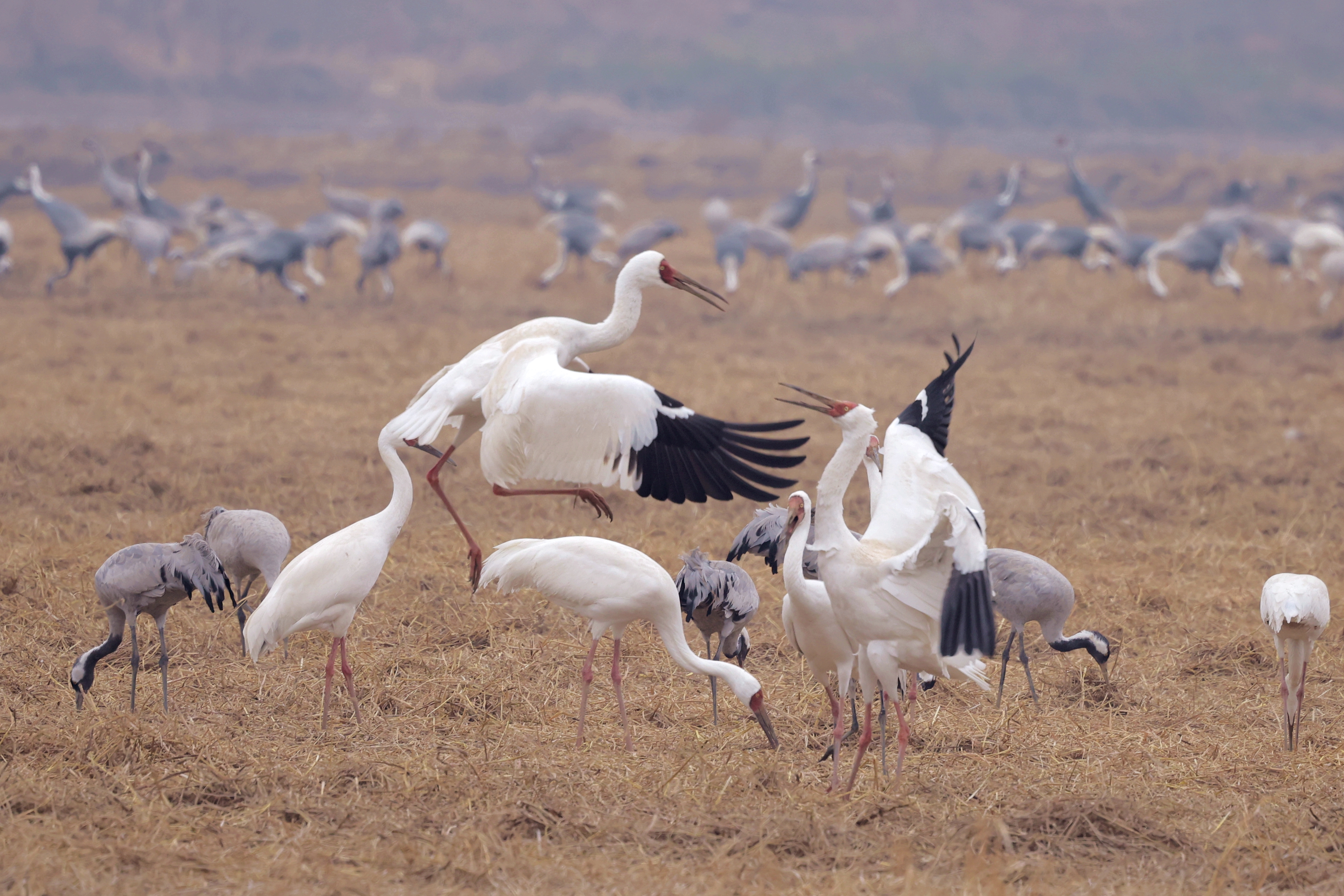 ߽͸߻ԵĽ RF 100-500 mm F4.5-7.1 L IS USM 